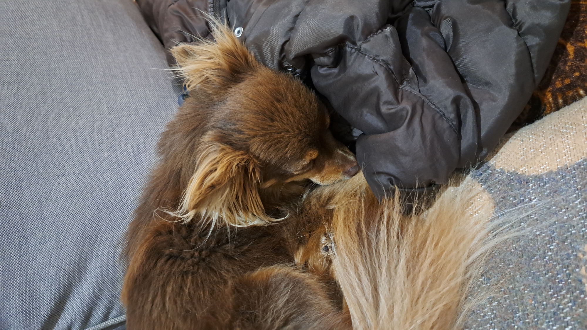 A small, long-haired dog with brown and golden-blonde fur is curled up, appearing to be asleep or resting. Its head is tucked in, and its eyes are closed. The dog is positioned against a dark, possibly brown or charcoal-colored, puffy jacket or blanket, which provides a soft, crinkled texture. To the left, a light grey, woven fabric surface, likely a sofa or bed, is visible. On the right side of the image, behind the jacket and the dog's lighter-colored tail, there is another textured fabric with a patterned design, possibly another blanket or piece of furniture in shades of brown and beige. The scene suggests a peaceful, indoor setting, likely a home, with the dog nestled comfortably among soft furnishings. No text is visible in the image.