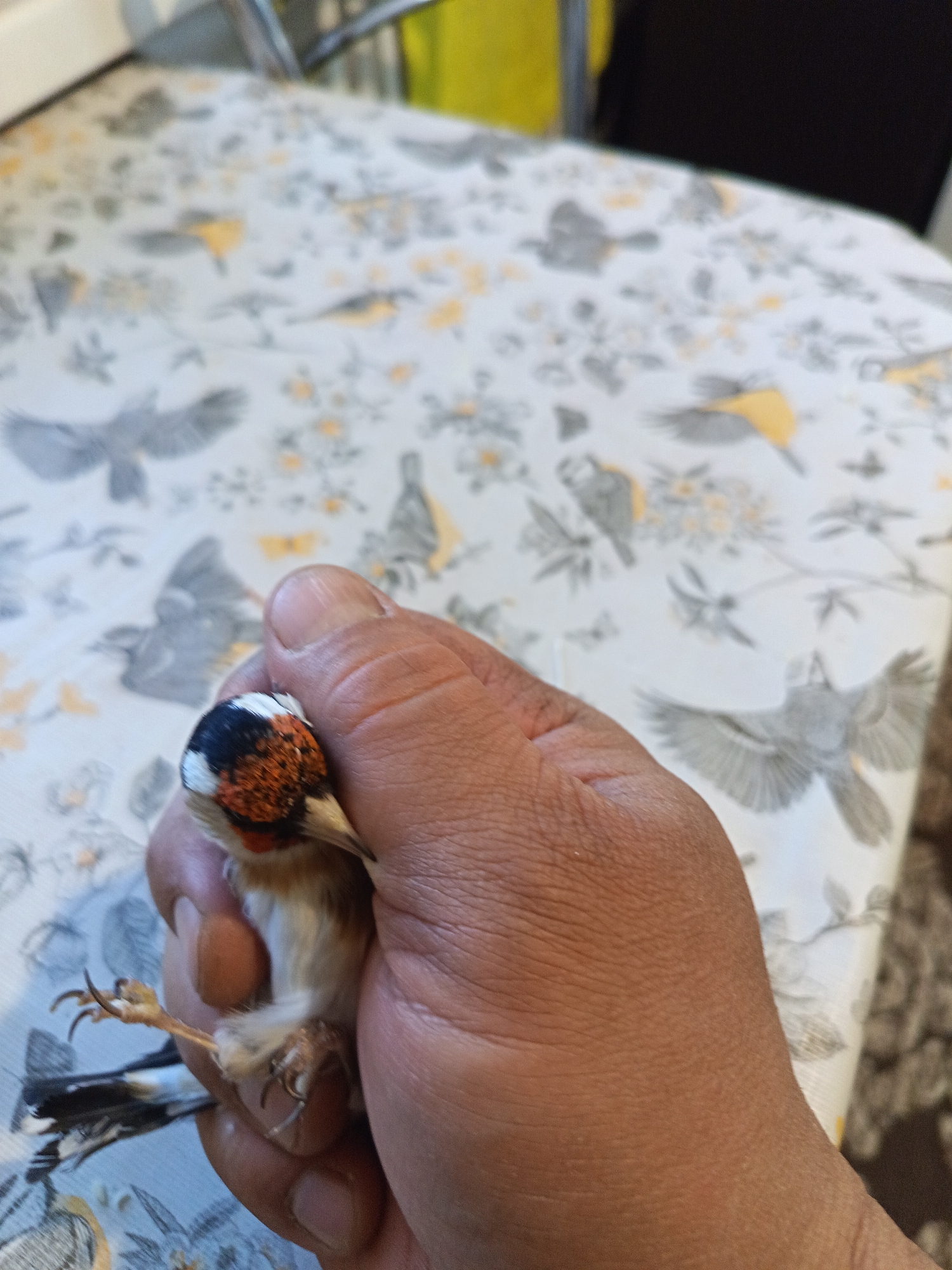 A person's hand holds a European Goldfinch (Carduelis carduelis) against a background of a tablecloth patterned with bird designs. The bird has a distinctive red face, black and white head markings, and a white underside. Its legs and feet are visible. The scene is indoors. There is no information to connect the image to the city of Nizhnevartovsk, Russia.
