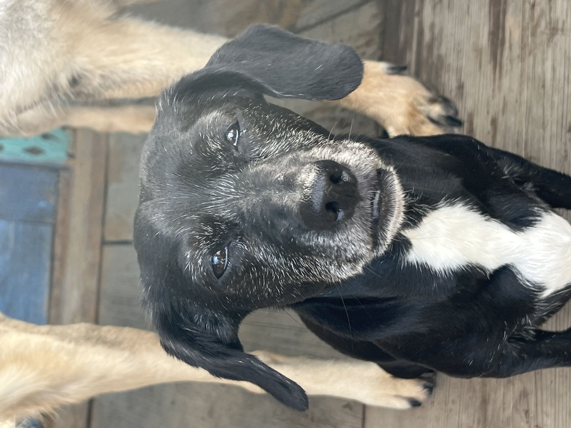 A close-up, eye-level, medium shot captures a young, black and white dog with floppy ears looking directly at the camera. The dog has white fur scattered across its face, giving it a slightly aged appearance. Its snout is black, and its eyes are dark and reflective. A patch of white fur extends from its chest up towards its neck. The dog is positioned on a wooden surface, possibly a deck or porch. In the background, out of focus, are the legs of at least one other dog, with tan fur. The environment suggests an outdoor setting. The image does not provide any information about the city of Nizhny Tagil, Russia, or any of its landmarks.