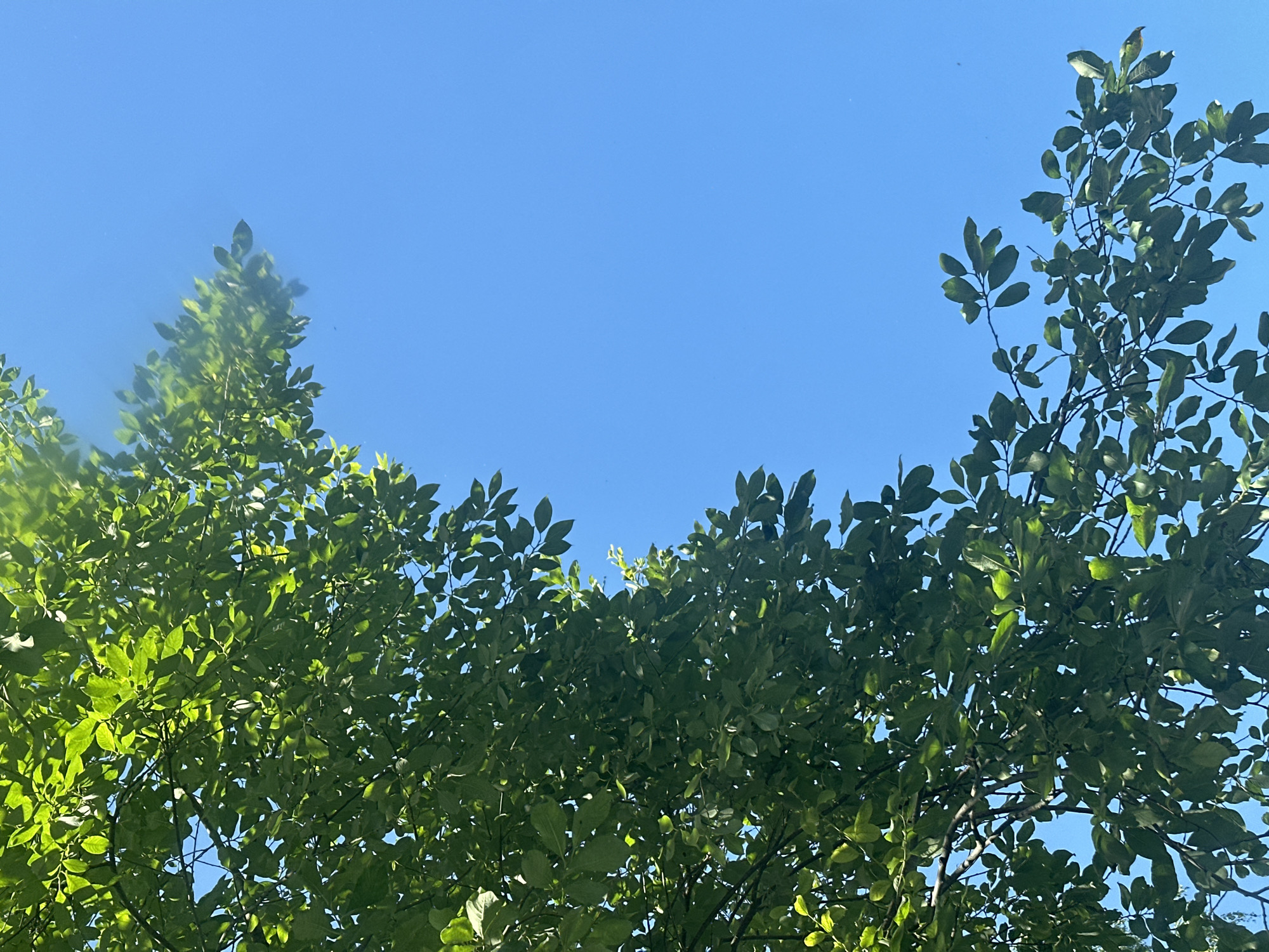 The image shows a low-angle view of lush green tree branches against a clear blue sky. The foliage is dense, with sunlight filtering through the leaves, creating bright highlights. The branches extend from the left side of the frame, with some leaves reaching towards the upper right corner. There are no people or significant objects visible, creating a naturalistic scene. The environment appears to be outdoors on a sunny day, likely in a park or natural area within the city of Plesetsk, Russia, given the context.