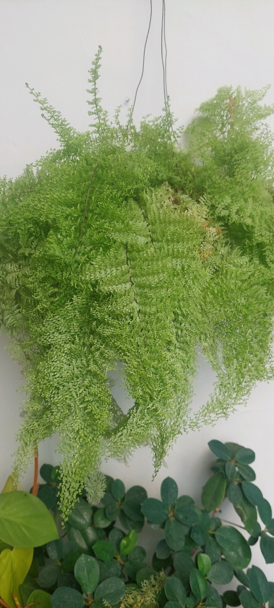 A close-up, eye-level shot shows a hanging fern plant with delicate, feathery green fronds cascading downwards against a plain white wall. In the lower portion of the image, a cluster of small, dark green oval leaves on a trailing vine is visible, climbing the wall. The lighting is soft and diffused, casting subtle shadows that give the scene a sense of depth. No people are present. The location is unspecified but the image captures a moment of tranquil greenery within a domestic or urban setting.