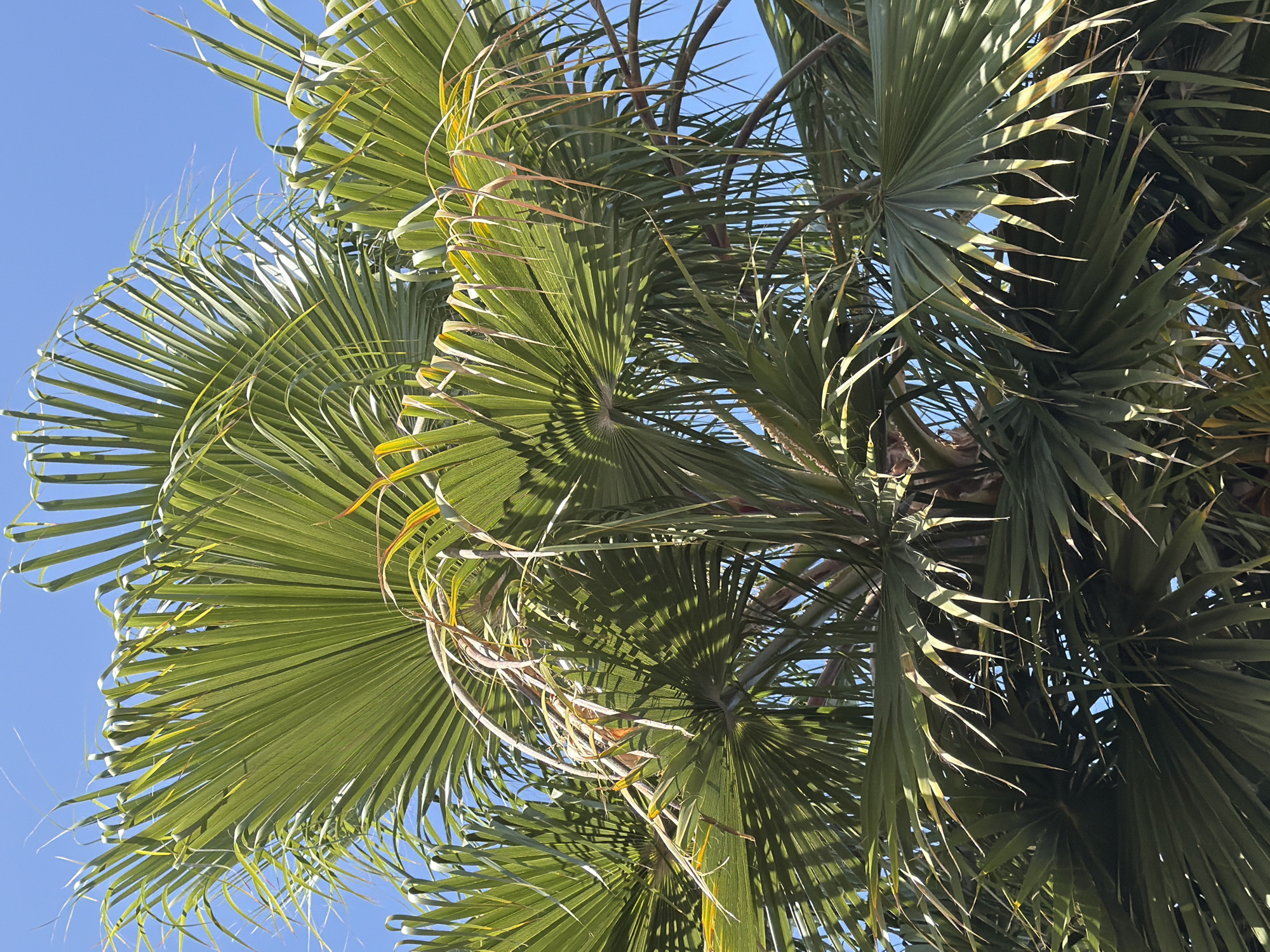 A close-up, low-angle, outdoor photograph shows the crown of a palm tree against a clear blue sky. The palm fronds are vibrant green, with some tips showing slight yellowing or browning. Sunlight casts shadows through the leaves, creating a dappled effect. The fronds are fan-shaped and radiate outwards, with many individual leaflets extending from a central point. The overall impression is one of lush tropical foliage against a bright, cloudless sky.