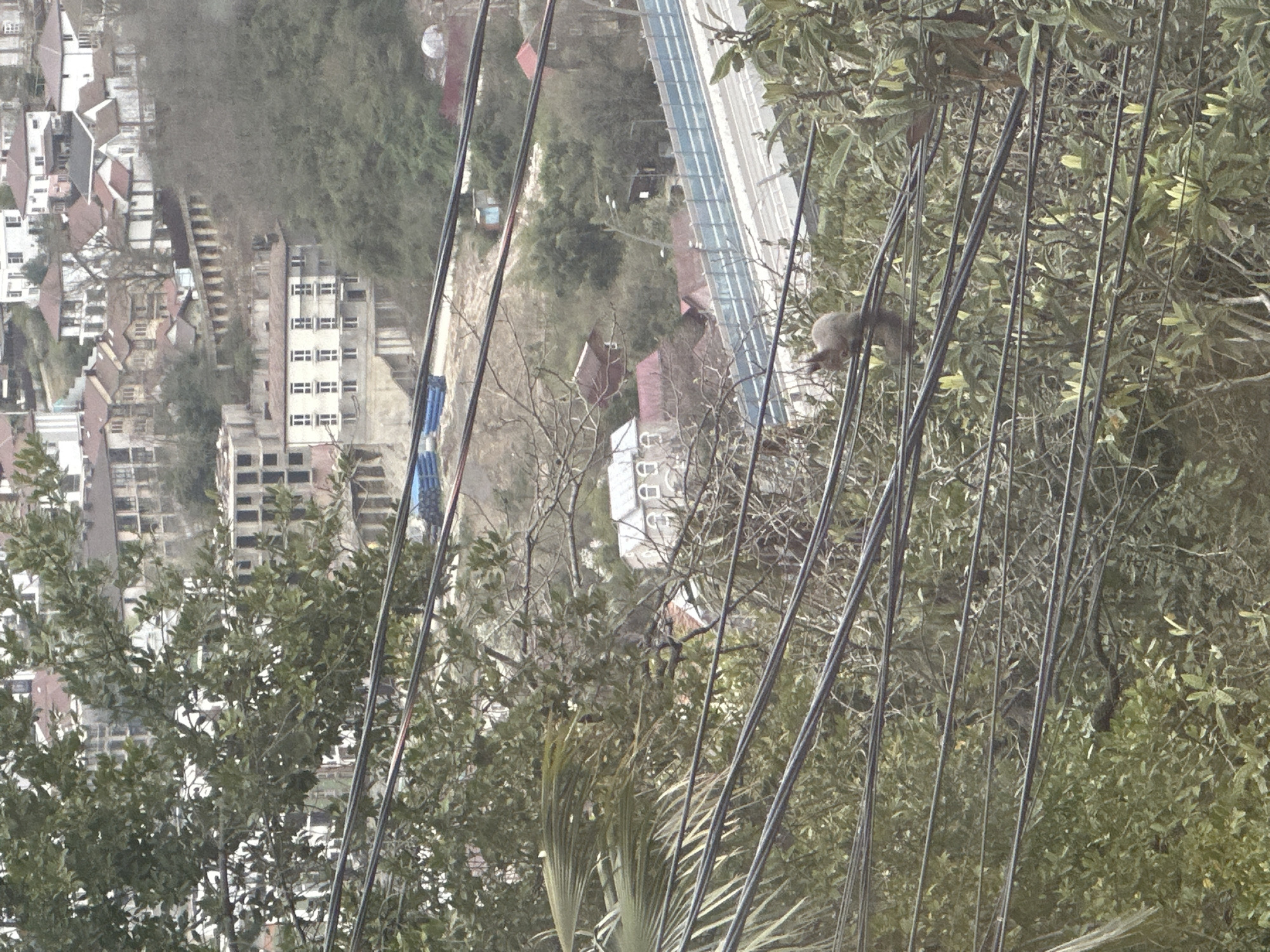 The image depicts a view overlooking part of Sochi, Russia. In the foreground, several power lines run diagonally across the frame. A small animal, possibly a squirrel, is perched on one of the power lines among trees and foliage. Behind the power lines, a residential area is visible with various buildings, some under construction, and patches of greenery. In the distance, a long, flat structure with glass panels, possibly a pedestrian bridge or elevated walkway, can be seen. The overall setting appears to be a hillside urban area with residential buildings and green spaces interspersed with utility infrastructure.