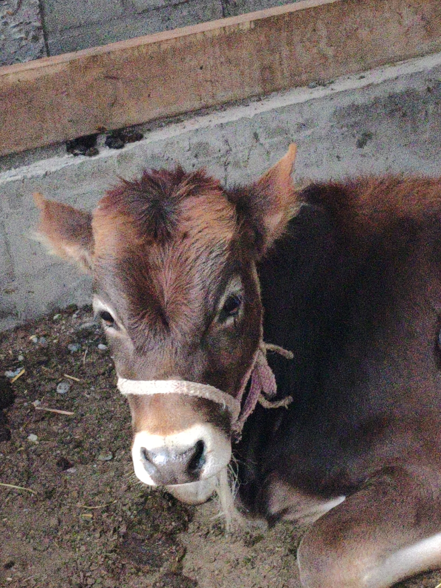A brown calf lies on dirt, its head resting on the ground. The calf wears a white halter with pink ties. In the background, a concrete wall with a wooden plank above it is visible. The overall lighting is dim, suggesting an indoor or shaded environment. The image is taken from a close-up perspective, focusing on the calf's face.