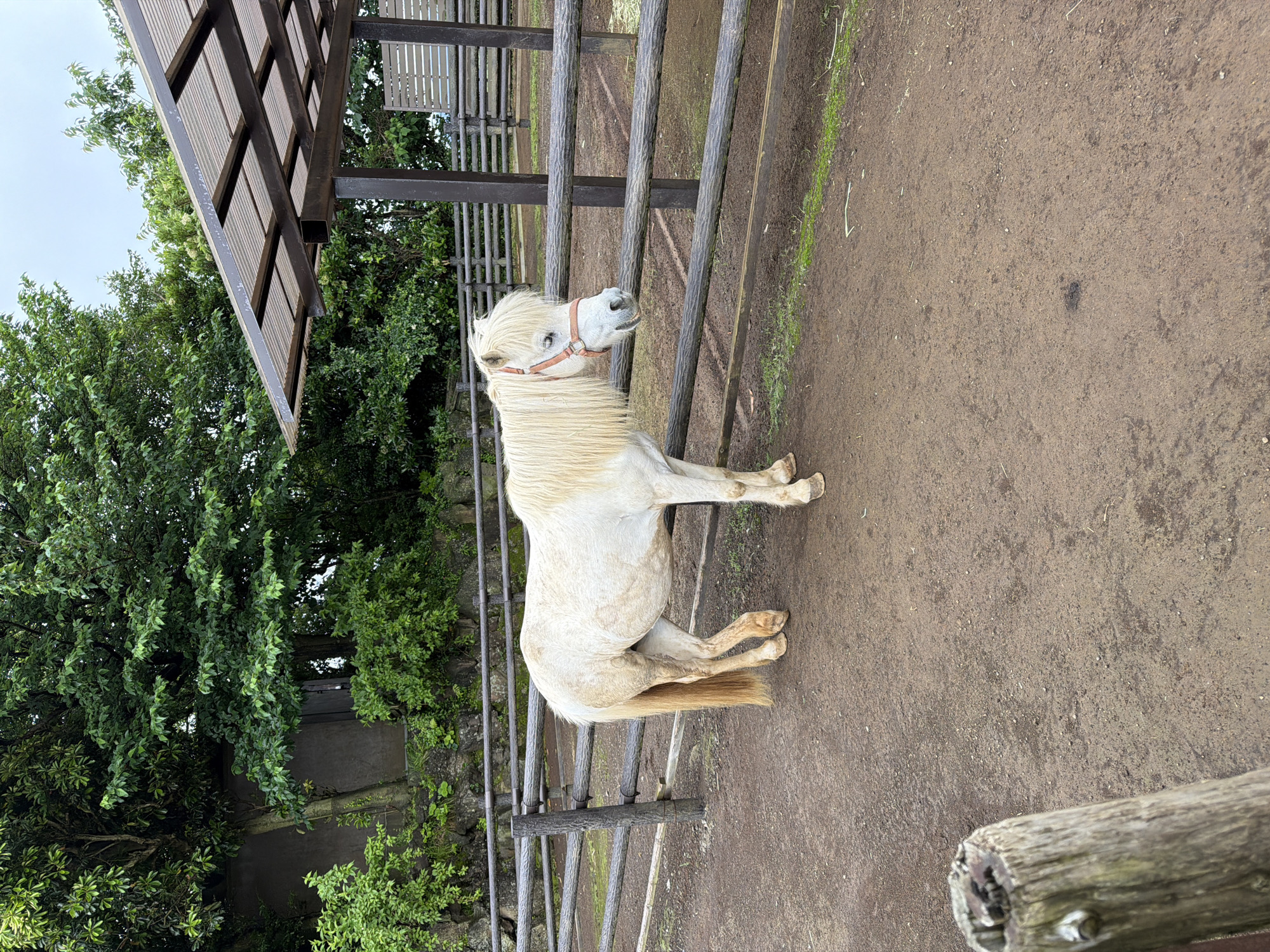 A white pony with a long blonde mane stands in a dirt enclosure at a petting zoo, possibly in Ito City, Japan. The pony is wearing a red halter and is facing to the right of the frame. It is standing behind a wooden fence with multiple horizontal rails. In the background, there is a covered shelter with a corrugated roof supported by dark metal posts. Beyond the enclosure, there are trees and a cloudy sky. A rough-hewn wooden post is in the foreground, slightly out of focus. The ground is covered in dirt with some patches of grass and small stones.