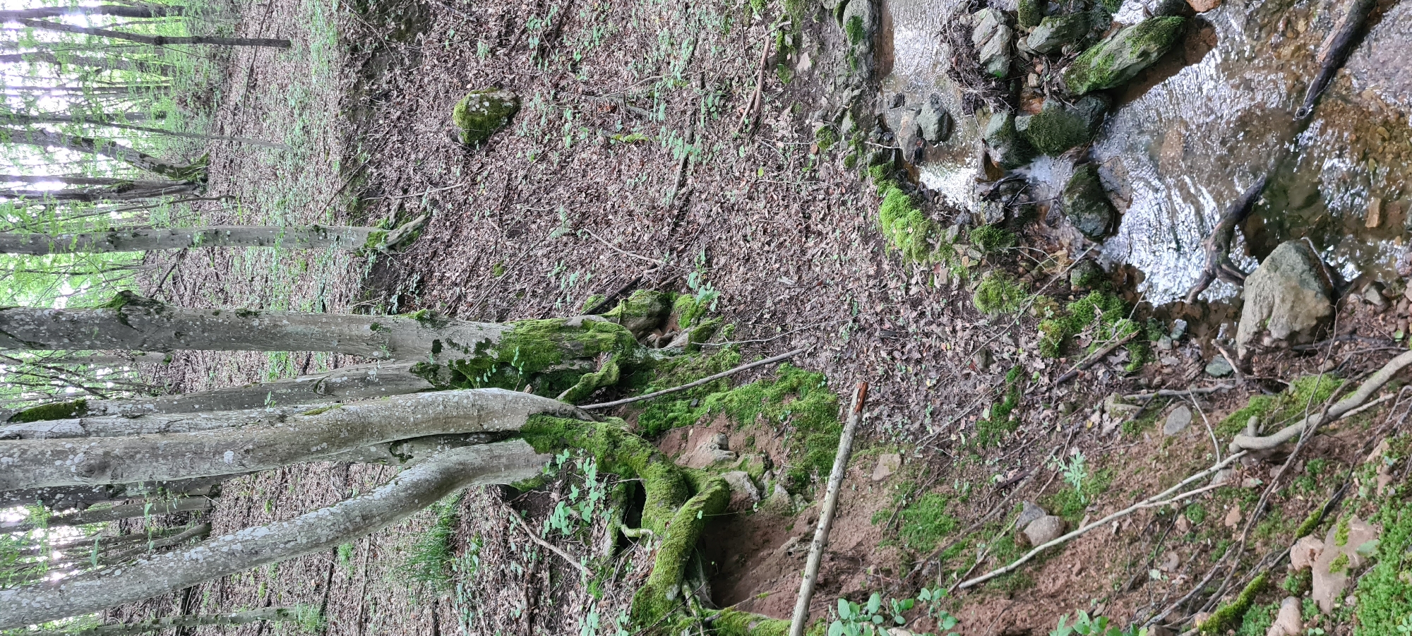 The image depicts a natural forest scene on a sloped terrain. In the foreground, a small stream flows over rocks. Several tree trunks, covered in green moss, rise from the left side of the image, with exposed roots anchoring into the soil. The ground is covered with fallen leaves, twigs, and sparse green vegetation. Further back, more trees with lighter bark and green foliage are visible, suggesting a woodland environment. The overall impression is of a tranquil, overgrown natural area. The location is the forest near the town of Laga, Bulgaria. There are no people or animals visible in the image.