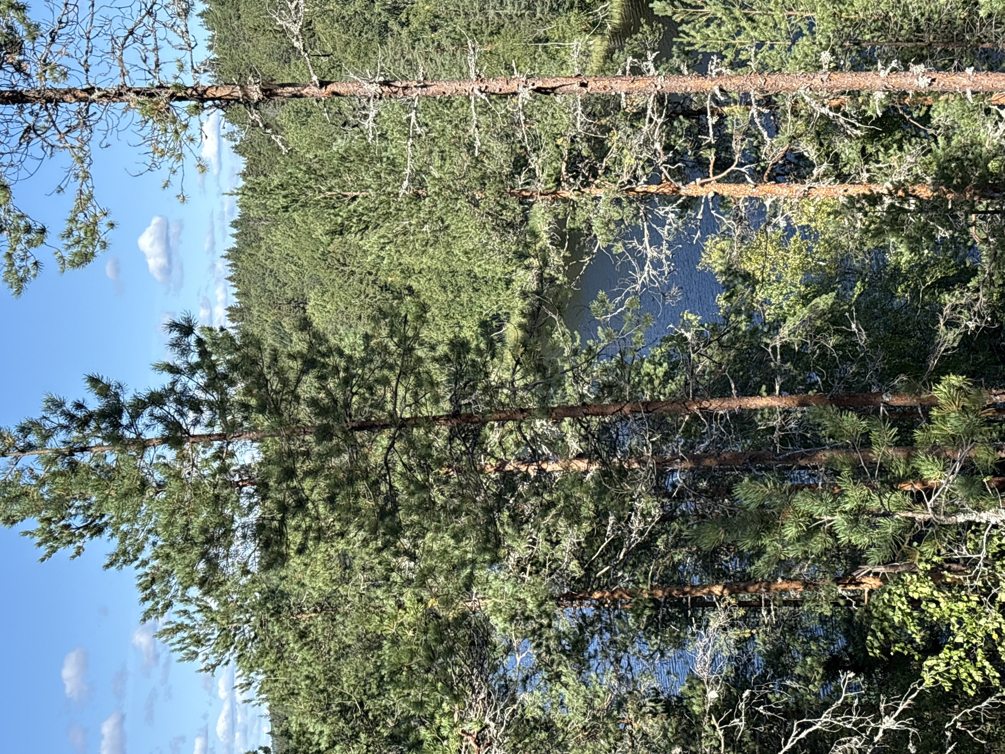 The image depicts a natural landscape in Kir'yavalakhti, Russia, featuring a dense forest with various pine trees in the foreground. The trees are tall and slender, with rough, textured bark and green needles. Some of the trees have dead branches that are covered in a light-colored, possibly lichenous growth, creating a stark contrast with the vibrant green foliage.
Behind the foreground trees, a body of water, likely a lake or river, is visible. The water appears deep blue and reflects the sky and surrounding trees. The surface of the water is slightly rippled, indicating a gentle breeze.
In the background, a vast expanse of forest stretches to the horizon. This background forest is composed of many trees, predominantly evergreens, creating a uniform green texture. The trees are densely packed, and the landscape appears hilly or undulating.
The sky above is a bright, clear blue with scattered white clouds. The lighting suggests it is a sunny day, with the sunlight casting shadows and highlighting the textures of the trees and foliage. There are no people or man-made structures visible in the image, emphasizing the remote and natural setting. The overall impression is one of a serene and wild natural environment.
