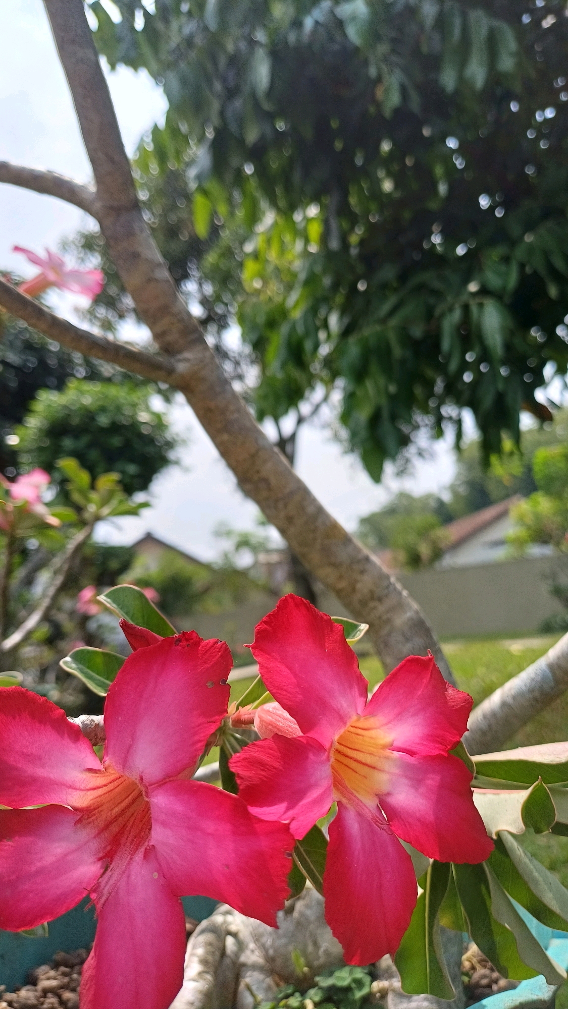 This is a close-up, vertical, eye-level outdoor photograph of two vibrant pink Desert Rose (Adenium obesum) flowers in the foreground. The flowers have five petals each and feature a gradient of color, with the centers appearing yellow or lighter pink, transitioning to a rich magenta or deep pink at the edges. The petals have a slightly wavy texture.
Behind the flowers, a rough, textured tree trunk, likely from the same plant or a nearby one, runs diagonally from the upper left to the lower right of the frame. The bark is a grayish-brown.
The background is a softly blurred garden scene. Green leaves and branches are visible, with some appearing in sharp focus and others out of focus due to the shallow depth of field. Beyond the immediate foliage, there are hints of residential buildings with orange-tiled roofs, suggesting a suburban or rural setting. The sky is a light blue with some white clouds. The overall lighting suggests a bright, sunny day.
The image was captured outdoors, likely in a garden or residential area in or around Pringsurat, Indonesia, given the tropical or subtropical flora and architecture. There are no people or animals visible in the photograph, nor any specific actions or interactions taking place. The focus is solely on the natural beauty of the flowers and their immediate surroundings.