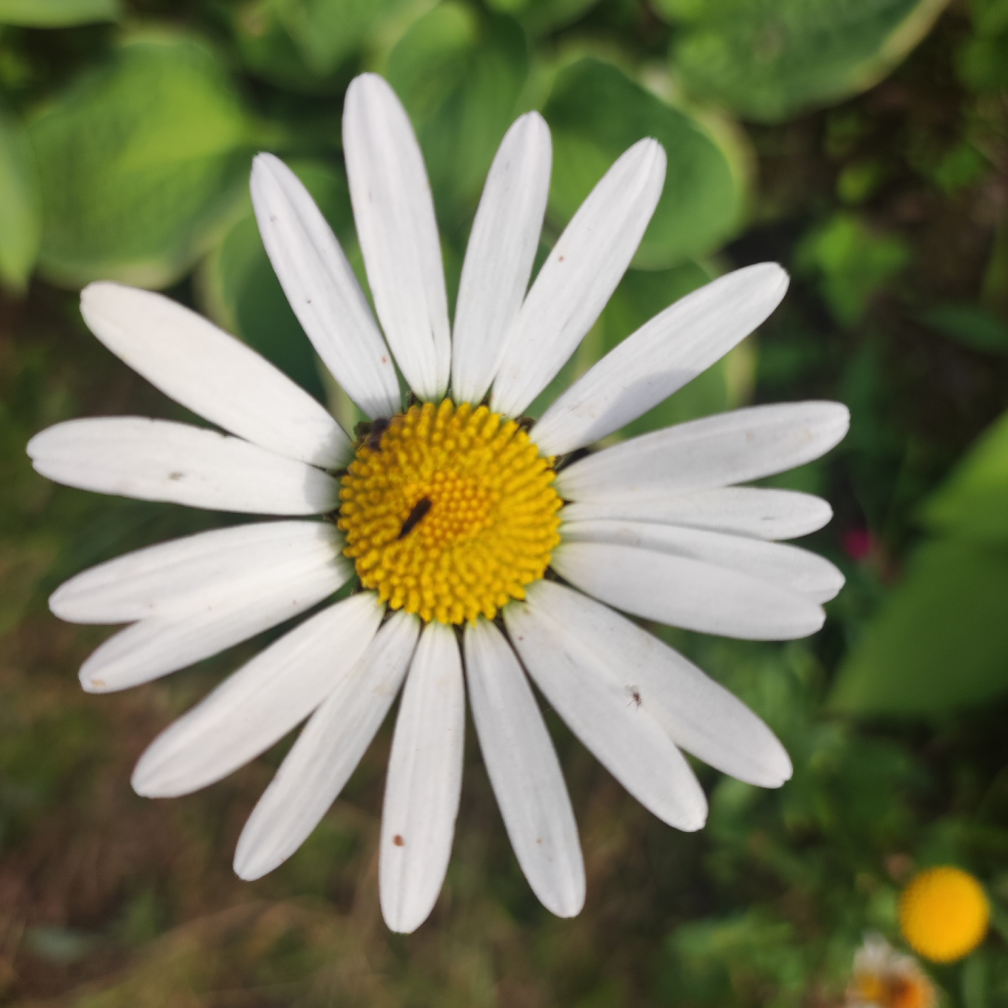 A close-up, overhead shot shows a white daisy with a yellow center. A small, dark insect is on the yellow center, and another is on one of the white petals. The daisy is surrounded by blurred green foliage and a darker, out-of-focus background that suggests a garden setting. The image was taken in Navoloki, Russia.