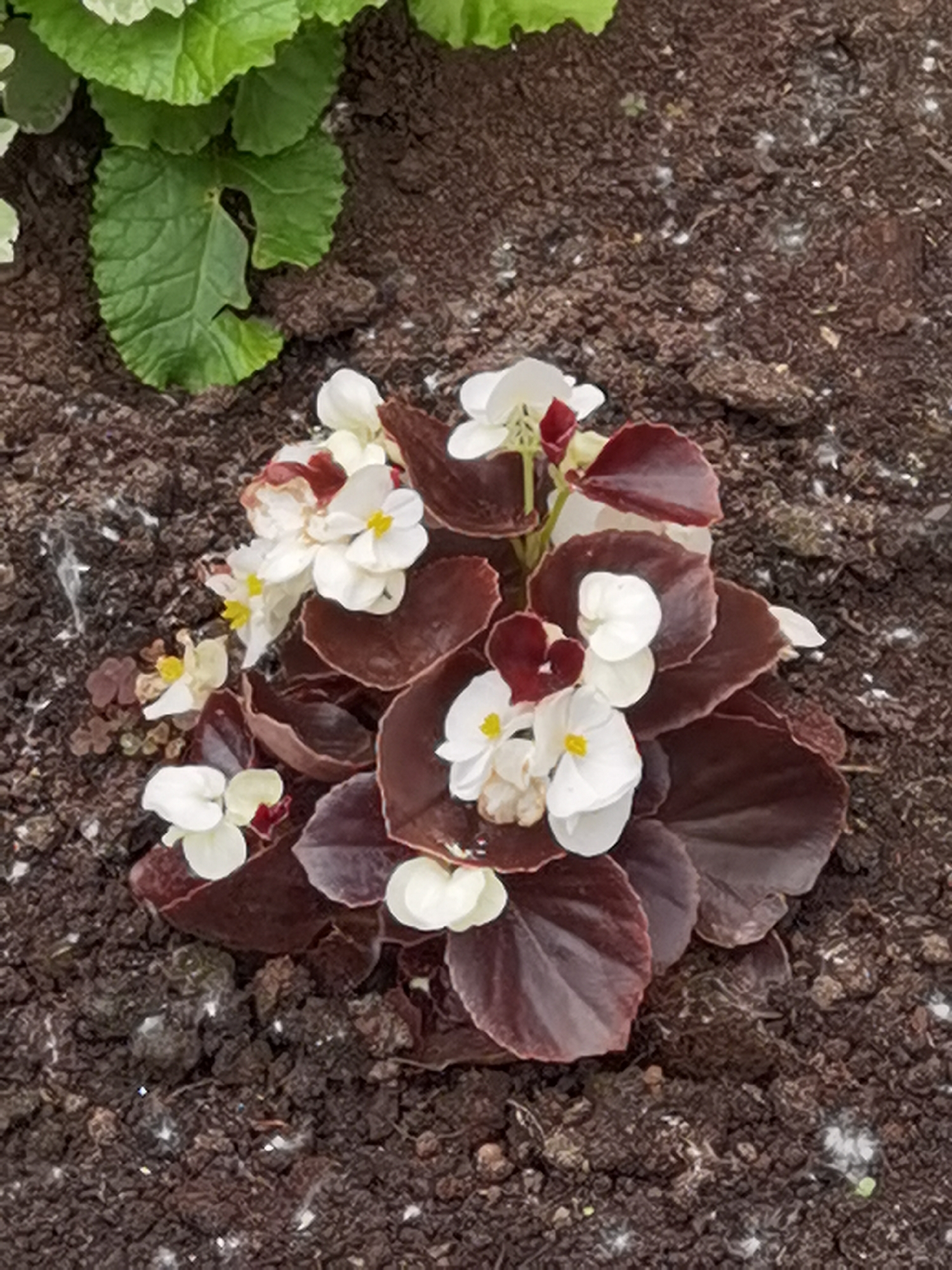 This image is a close-up, high-angle shot of a small plant with dark red leaves and white flowers growing in dark soil. The plant is the primary subject, with its leaves forming a dense cluster and the delicate white flowers, some with yellow centers, scattered throughout. The soil appears loose and somewhat dry, with small white particles visible on its surface. In the upper left corner, a portion of a larger, green leafy plant is visible, out of focus. The scene is devoid of any human presence. The image is likely taken outdoors, possibly in a garden or planter, within the city of Chaikovsky, Russia, though no specific landmarks or distinguishing features of the city are present in the frame. The lighting is natural and diffused, suggesting it is daytime.