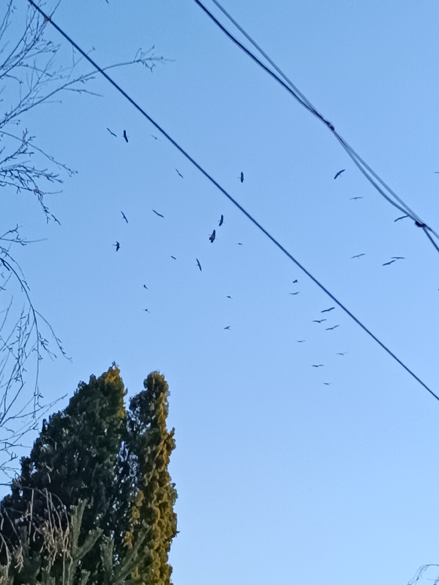 The image depicts a clear, light blue sky. A leafless tree branch is visible on the left side of the frame, while a dense green tree with a conical shape occupies the lower left portion. Overhead power lines diagonally bisect the upper portion of the image. Scattered across the sky are numerous dark shapes that appear to be birds in flight. The location appears to be Vasil Drumev, Bulgaria.