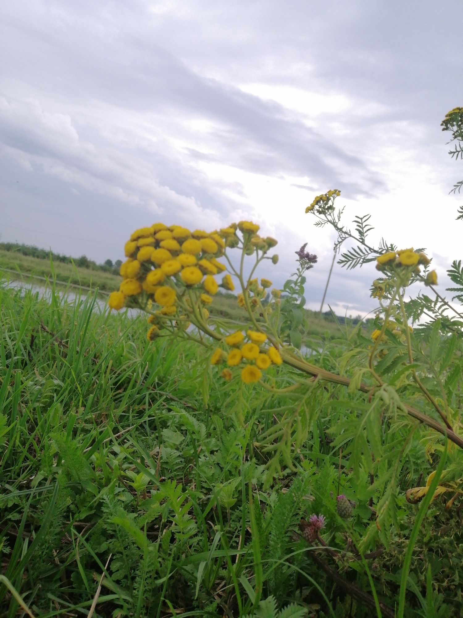 This is a medium shot, low-angle, eye-level, natural light photograph of a cluster of yellow wildflowers growing in tall green grass next to a body of water. The sky is overcast with gray clouds. The flowers are in focus, and the background of water and distant trees is blurred. The overall impression is one of nature and tranquility.