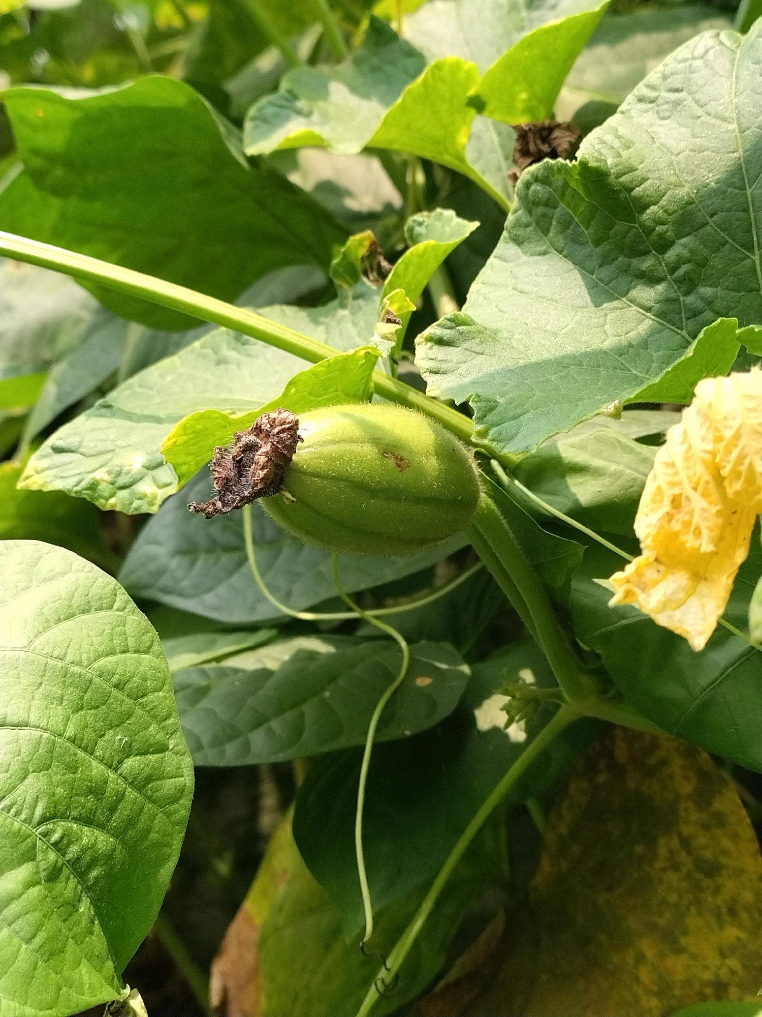 A close-up shot captures a young, green gourd growing on a vine amidst lush green foliage. The gourd, roughly oval-shaped, is surrounded by large, textured leaves, some of which are slightly wilted and discolored. A dried, brown flower remains attached to the tip of the gourd. To the right, a withered yellow flower dangles precariously. The background is filled with the dense greenery of the plant, creating a natural, outdoor setting. The overall impression is one of growth and the early stages of fruit development in a garden environment in Sagardighi, India.