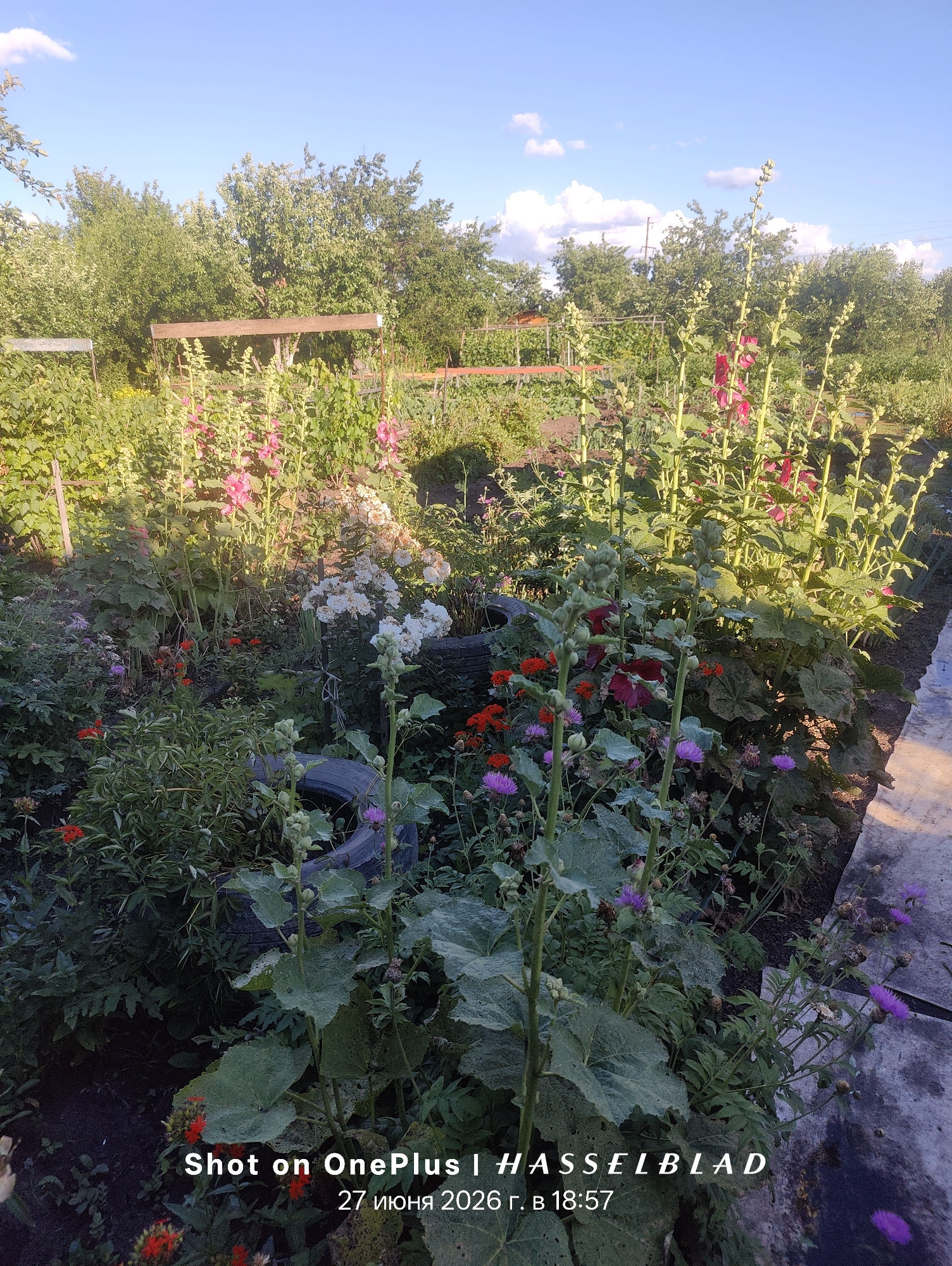 This media file is a photograph of a lush garden filled with various flowers and greenery. The scene is set outdoors, likely in a backyard or a community garden, with trees forming a backdrop under a bright blue sky dotted with white clouds. The time of day appears to be late afternoon or early evening, suggested by the warm, golden sunlight casting long shadows and illuminating the plants. The weather is clear and sunny, conducive to a vibrant garden environment.
Dominant subjects in the foreground include tall hollyhocks with pink and red blooms, interspersed with smaller flowers in shades of red, white, and purple. Dense foliage and various green plants fill the space, creating a sense of abundance and natural growth. A prominent object in the scene is a black tire, partially submerged in the garden, possibly repurposed as a planter or simply discarded. Wooden structures, resembling trellises or garden supports, are visible in the background, adding to the cultivated aspect of the setting.
The overall mood conveyed is one of peacefulness and natural beauty. The well-tended garden suggests a dedicated gardener who takes pride in their work. The sunlight highlights the textures and colors of the plants, creating a visually rich and inviting image.
Visible text at the bottom of the image reads: "Shot on OnePlus | HASSELBLAD" and "27 июня 2026 г. в 18:57", indicating the device used for capture and the date and time the photograph was taken. The location context is marked as Unknown, Unknown.