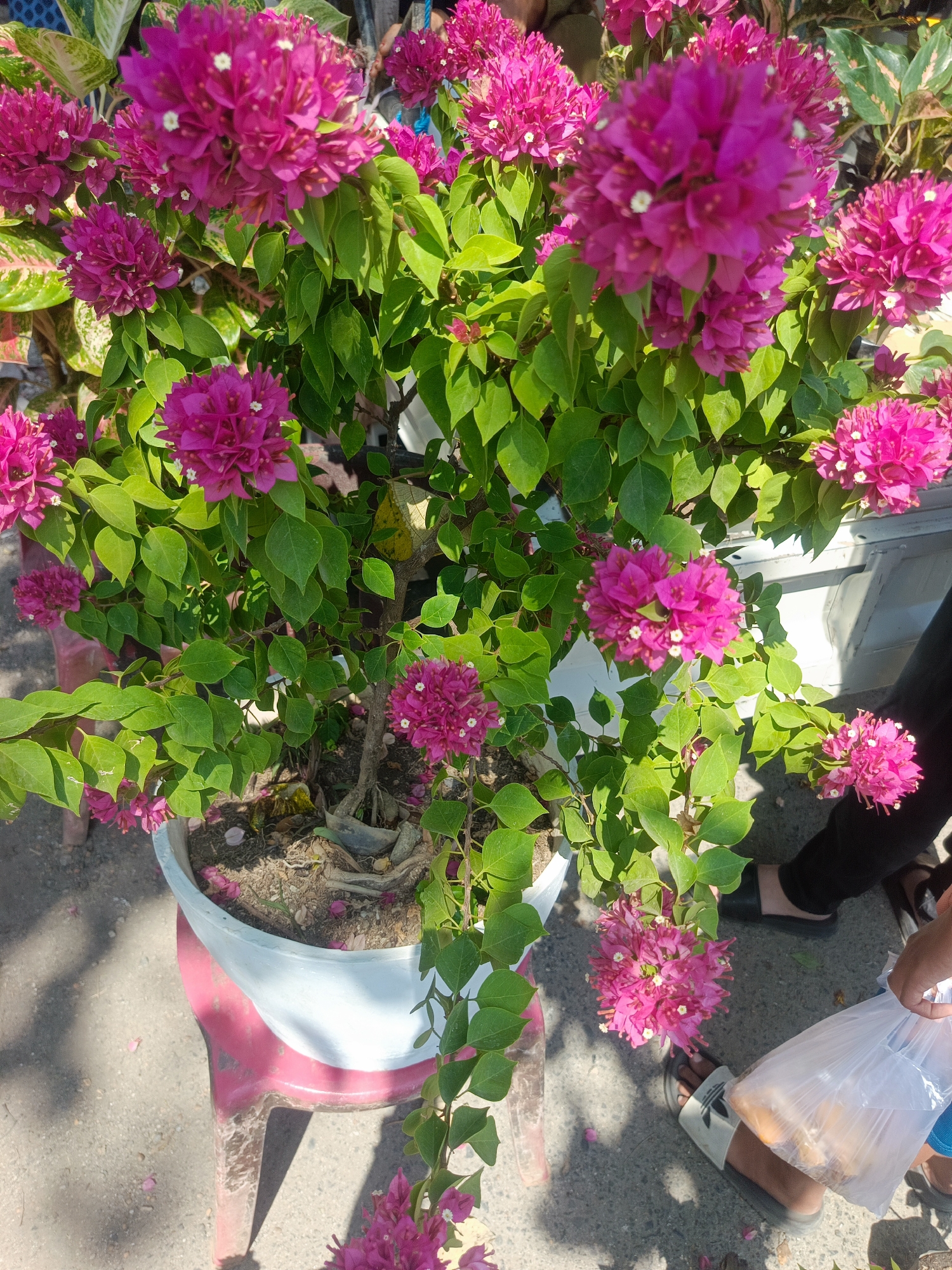 In Gorontalo, Indonesia, a vibrant pink bougainvillea plant in a white pot sits atop a weathered red plastic stool on a concrete surface. The plant is lush with green leaves and abundant pink flowers, some of which have fallen onto the ground. In the background, the legs and feet of two individuals are visible. One person is wearing black pants and black slip-on shoes, while the other is wearing dark pants and slides. The person in the slides is holding a clear plastic bag containing a yellow object. The scene appears to be outdoors, possibly in a market or along a street, with shadows indicating sunlight.