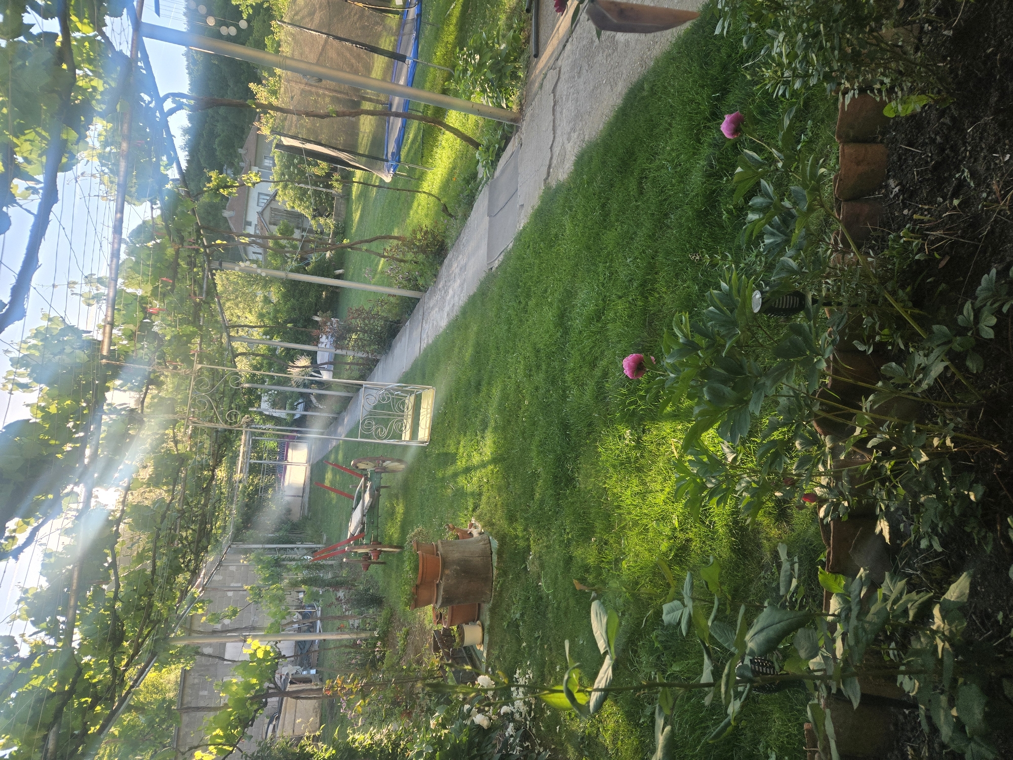 A view of a grassy lawn, bordered by shrubs and flowers on one side and a paved pathway on the other, runs toward a white structure in the background. Overhead, a trellis covered in vines filters sunlight onto the scene. The scene appears to be a garden or backyard setting. There are no people visible. A wheelbarrow, clay pots and an assortment of flowers are present. The location appears to be a residential neighborhood.