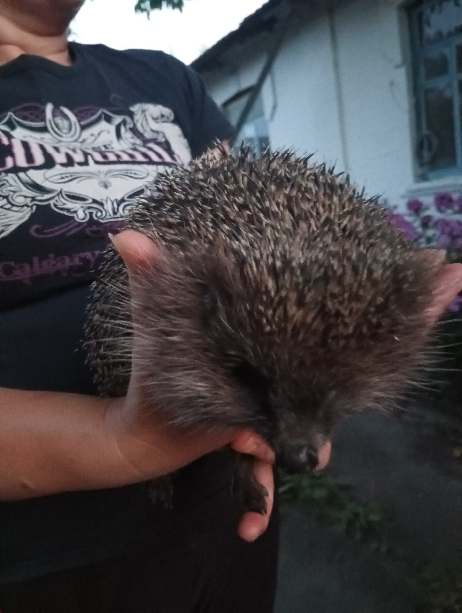 A person's hands are holding a hedgehog. The person is wearing a dark t-shirt with a graphic design. The hedgehog's quills are visible. In the background, a building with a window and some purple flowers can be seen. The image appears to have been taken outdoors. The location is specified as Sahaidachne, Ukraine.