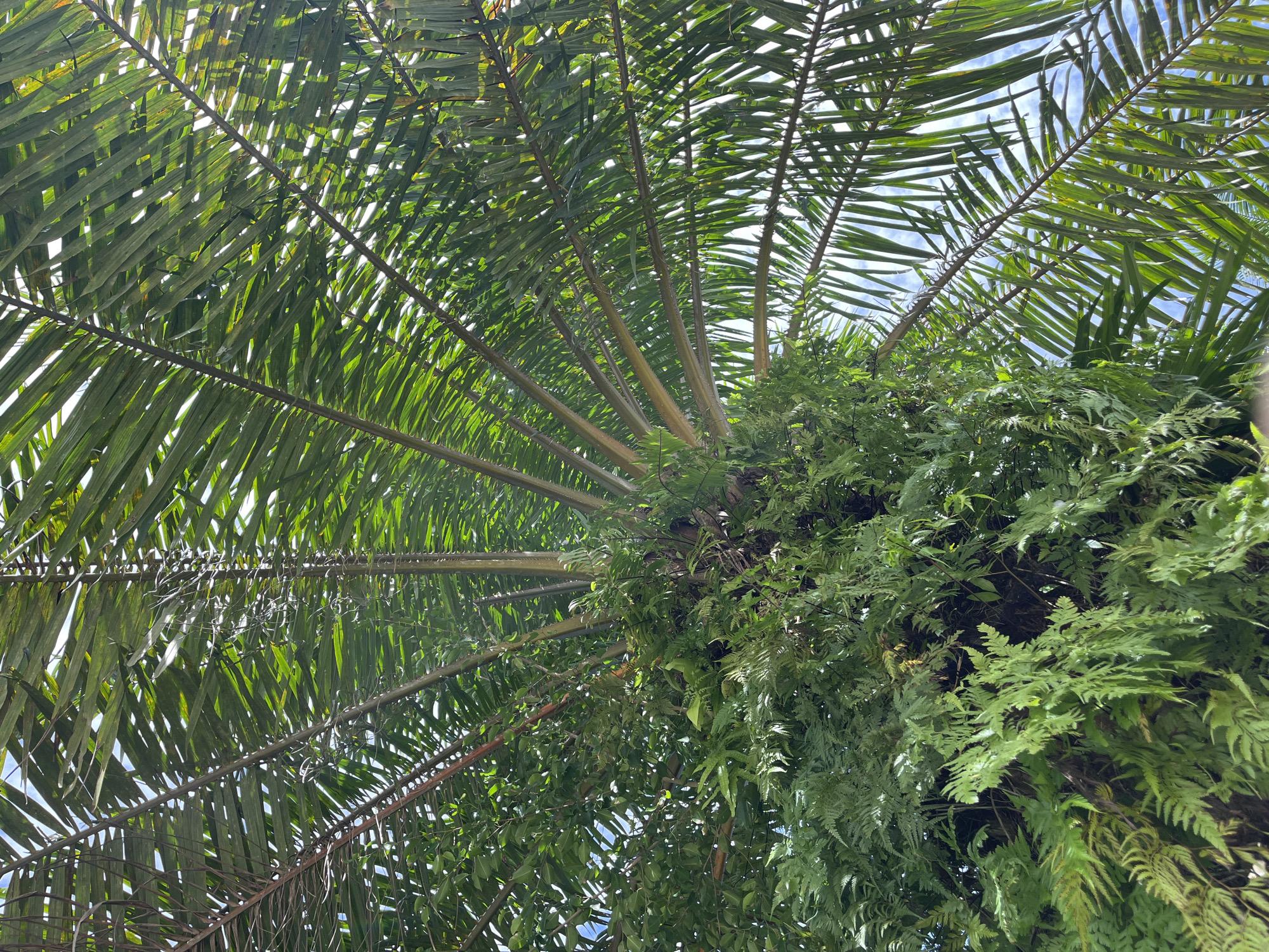 A low-angle, full shot captures the lush green foliage of a palm tree, interwoven with ferns, against a bright blue sky with scattered white clouds. The palm fronds, with their long, slender leaves, fan out from a central point, creating a canopy. Sunlight filters through the leaves, dappling the scene with light and shadow. The texture of the fronds varies, with some appearing smooth and green, while others show signs of age with browning edges. Ferns, with their intricate, feathery leaves, grow densely around the base and amongst the palm fronds, adding a layer of texture and depth. The scene is indicative of a tropical environment, potentially within the city of Thap Put, Thailand, where such vegetation is common. No people or specific objects are visible, focusing solely on the natural elements of the palm and fern growth.