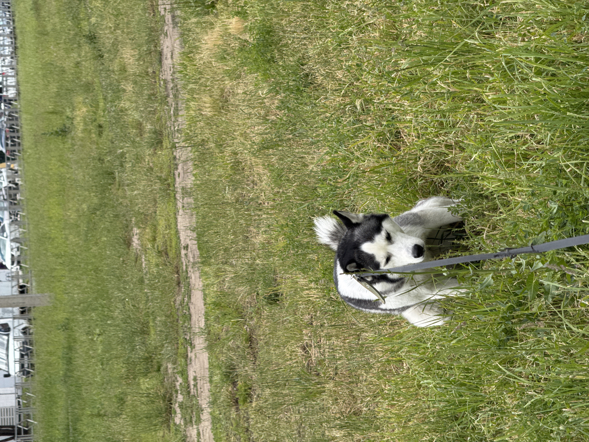 A black, white, and grey husky dog is pictured lying on its side in a field of green grass under bright daylight. The dog's head is visible, with its eyes partially closed, giving it a relaxed appearance. A dark leash is attached to the dog's collar and extends towards the right of the frame.
The setting is an open, grassy area, with the grass appearing somewhat long and varied in shades of green and light brown. A dirt path or a well-worn track runs through the grassy field in the background, parallel to what appears to be a fence or barrier. Beyond this barrier, several vehicles, possibly cars or trucks, are visible but blurred, suggesting they are parked or moving in the distance. The overall scene indicates an outdoor location, likely a park, a field next to a road, or an undeveloped area adjacent to a parking lot or industrial site. The shadows suggest it is midday or early afternoon on a sunny day. There is no visible text in the image.