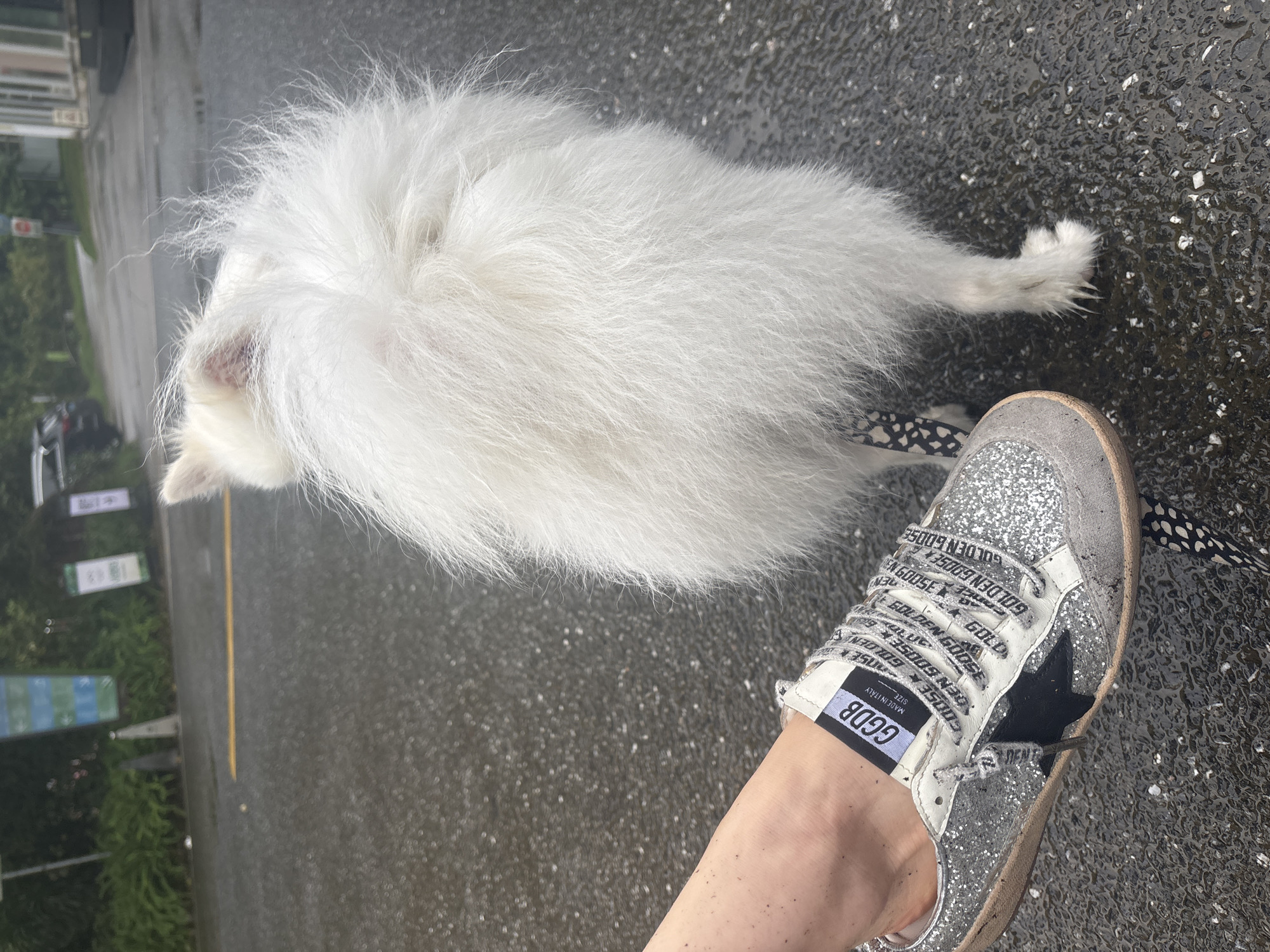 A white, fluffy dog, viewed from the rear, stands on a wet asphalt road. Next to the dog, a person's foot is visible, wearing a sparkly silver sneaker with black laces that have "GOLDEN GOOSE" printed on them, and a black star emblem. The dog has a black and white patterned band around its hind leg. In the background, there is foliage, signs, and a parked black car, suggesting an outdoor urban or suburban setting. The scene is possibly in Guangzhou City, China, given the context provided.