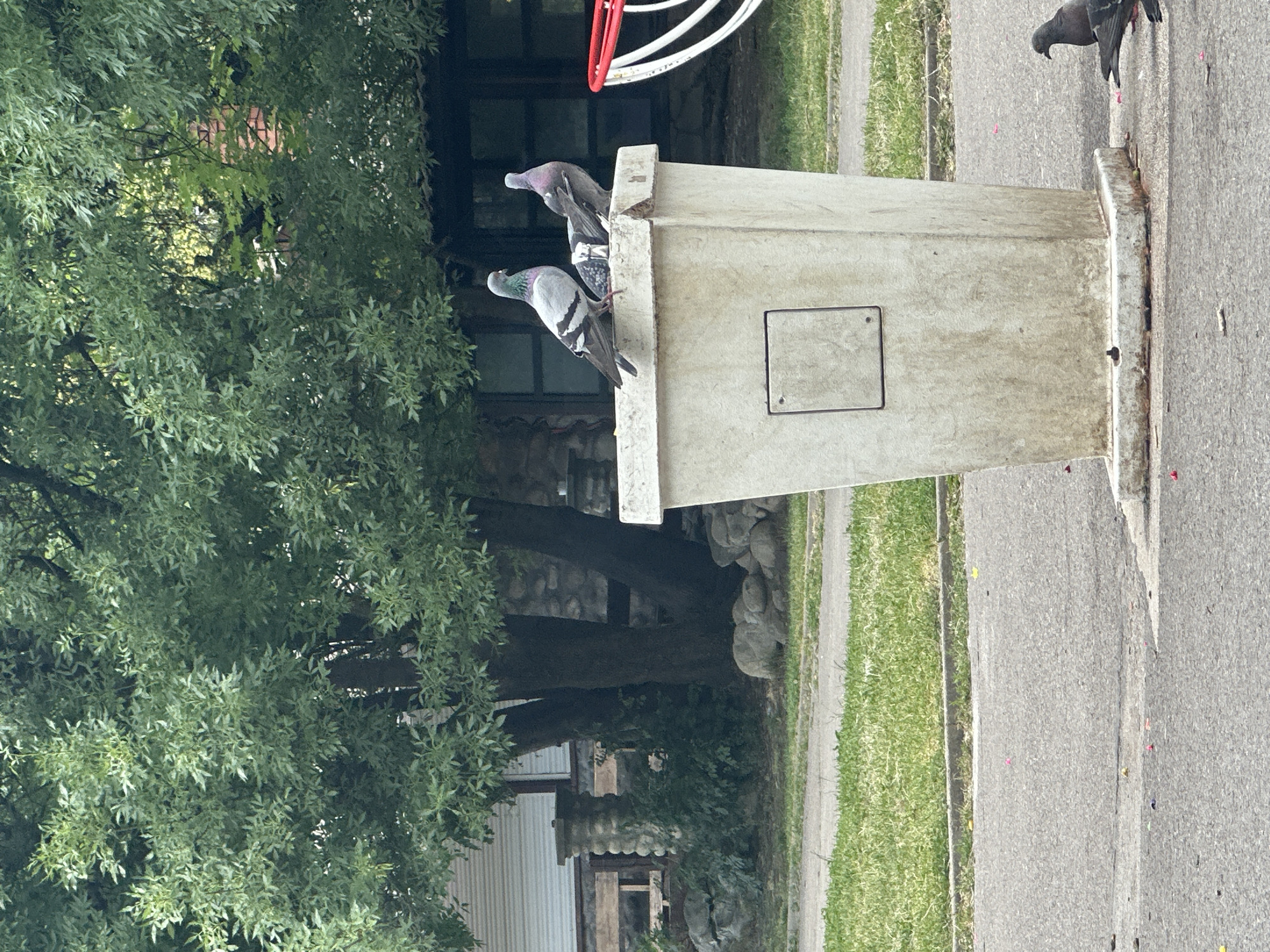 A pigeon stands on a concrete pillar near a tree. The pigeon is grey with iridescent neck feathers and black and white markings on its wings. The pillar is weathered and has a small square plaque on it. Behind the pillar, a tree with lush green leaves is visible, with a building partially obscured by the foliage. In the background, there is a paved area and a grassy strip. Another pigeon is perched on the pillar, with its head turned away from the camera. A third pigeon is walking on the pavement in the distance. The scene appears to be outdoors, possibly in a park or urban area. The lighting suggests it is daytime.