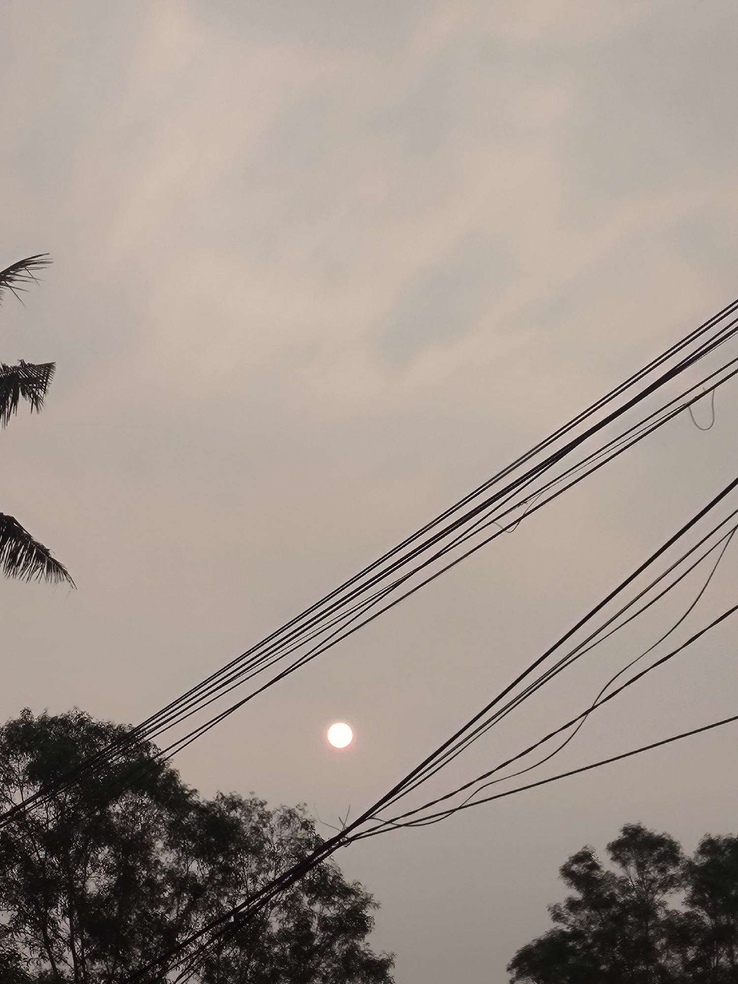 This photograph captures a hazy sky over Cilegon, Indonesia, as indicated by the presence of lush trees and overhead power lines. A small, circular sun, tinged with pink, is visible through the diffused atmosphere, suggesting it might be sunrise or sunset, or perhaps a day with heavy smog. Silhouetted against the muted sky are the dark branches of trees in the foreground and mid-ground, some appearing to be coconut palms. A complex network of black electrical wires crisscrosses the frame, dividing the sky and adding a sense of urban infrastructure to the natural elements. The overall impression is one of subdued light and a potentially obscured view due to atmospheric conditions.