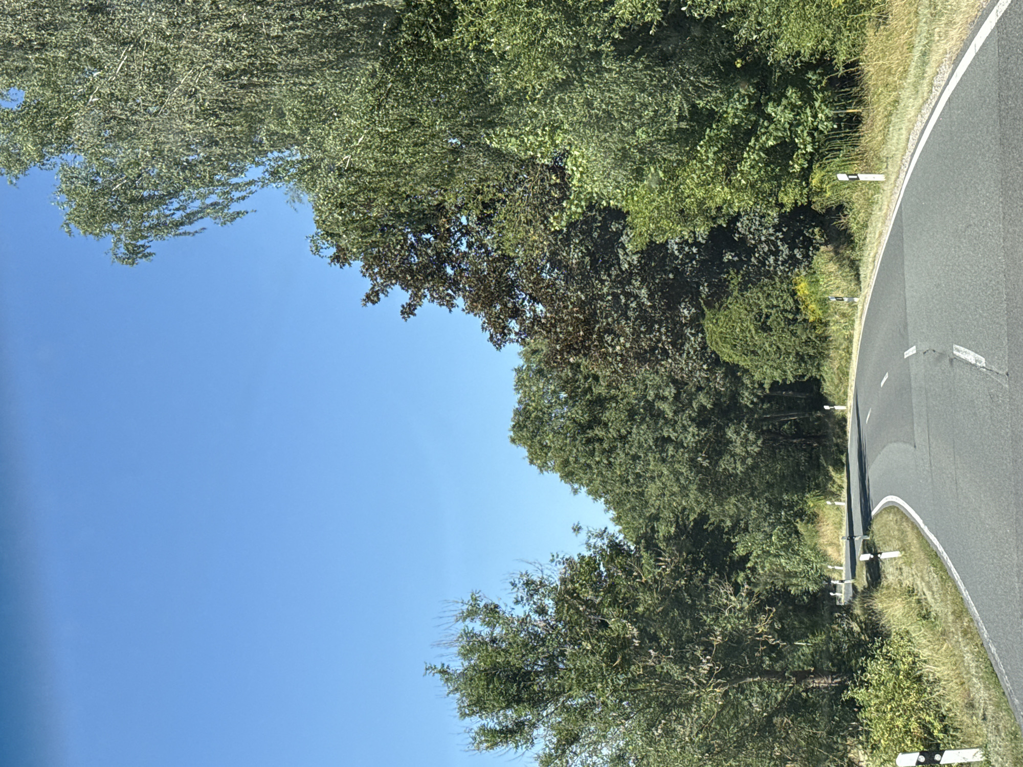 The image shows a winding asphalt road on a clear, sunny day in Bad Lauterberg im Harz, Germany. The road is bordered by lush green trees and vegetation on both sides. Several white posts with black stripes, commonly used as road markers, are visible along the edge of the road, indicating its curves. The sky is a vibrant, cloudless blue. There are no people or vehicles visible in the frame. The scene depicts a serene, natural landscape typical of a rural or forested area.