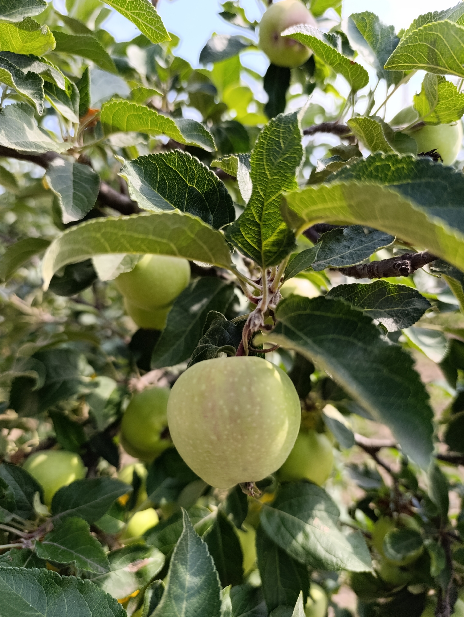 This is a close-up, low-angle, outdoor, eye-level photograph of several unripe green apples on a tree branch. The apples are surrounded by lush green leaves and branches, with some dappled sunlight visible through the foliage. The background is blurred, suggesting the focus is on the apples and leaves. There are no people or animals visible in the image. The scene appears to be an orchard or garden. The location is identified as Filippenkov, Russia, although this information is external to the visual content of the image itself.