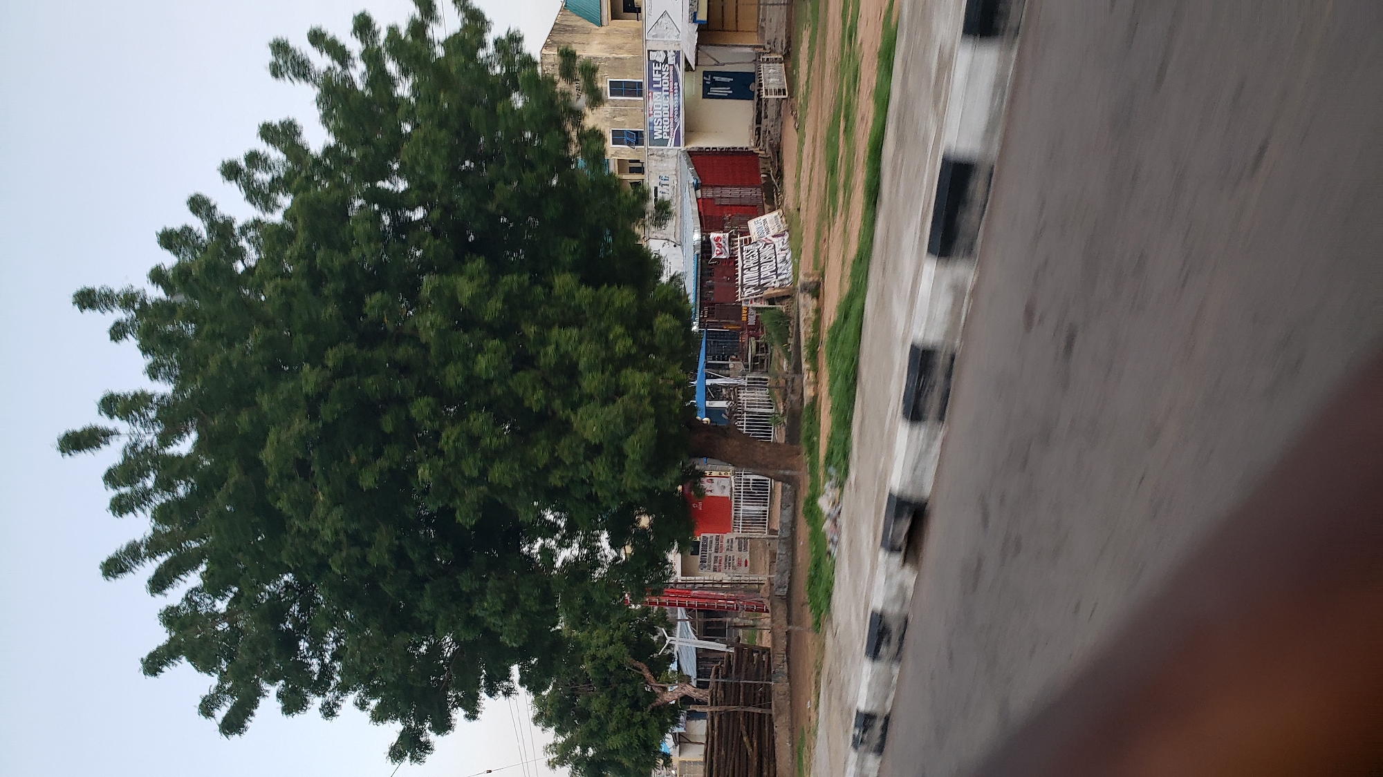 A medium shot captures a street scene in Jalingo, Nigeria, dominated by a large, leafy green tree in the foreground. The tree's branches extend outwards, obscuring parts of the sky and a backdrop of buildings. To the left of the main tree, a smaller tree with a thinner trunk is visible, along with stacks of wooden poles. Beyond the trees, a row of low-rise buildings lines the street, some with blue and red awnings or roofs. Several signs are visible, including one that reads "WISDOM LIFE PRODUCTIONS." A white fence separates the building area from the street. The street itself is paved with asphalt and bordered by a curb featuring black and white markings. The overall impression is of a commercial or residential area on a slightly overcast day, with a noticeable blur from movement, suggesting the photo was taken from a moving vehicle.