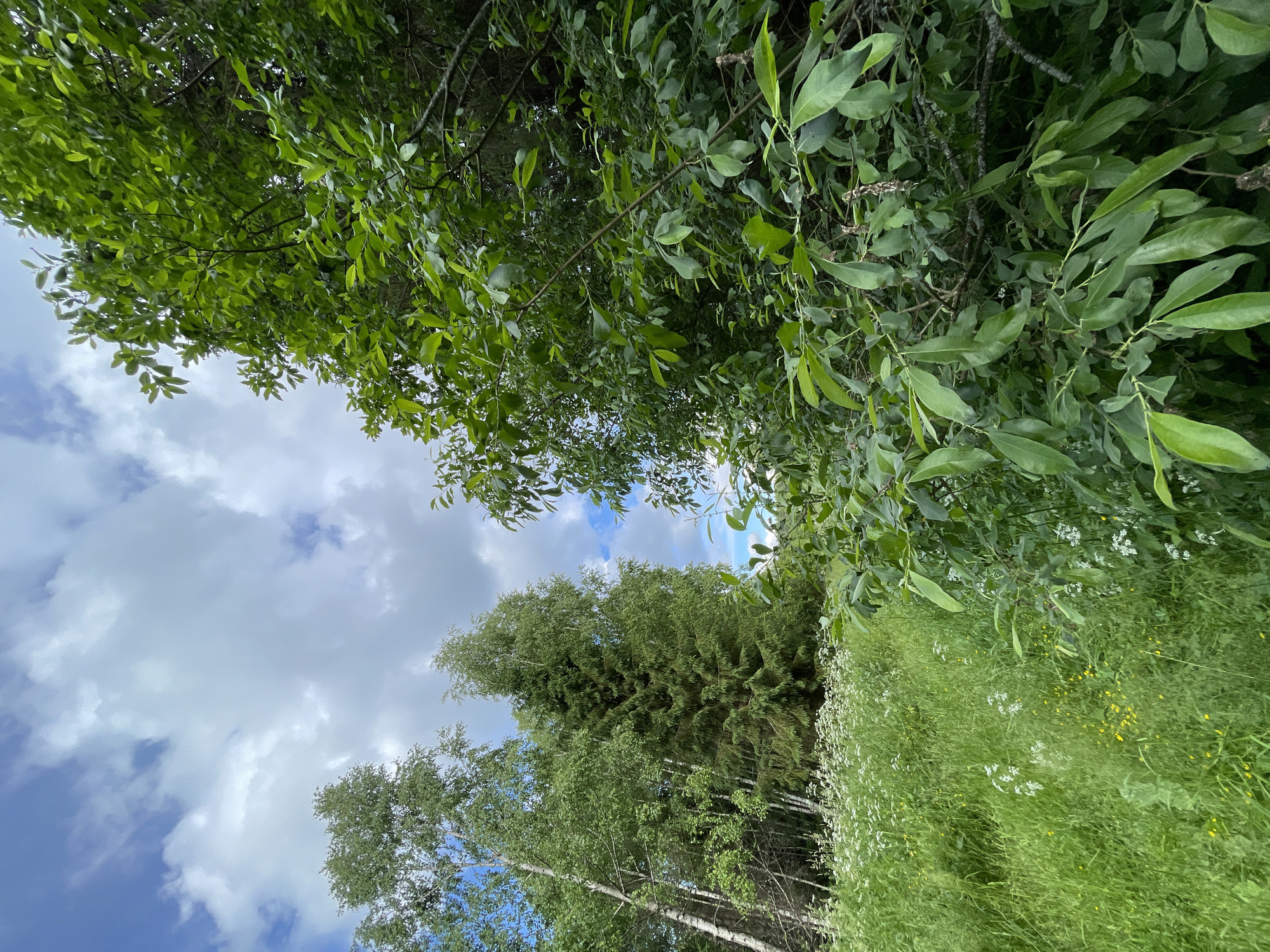 The image depicts a lush, green natural landscape under a cloudy blue sky. In the foreground, dense foliage and leaves of a tree dominate the right side of the frame, with branches extending upwards and to the left. To the left of the foreground foliage, a meadow filled with tall green grass and scattered white wildflowers stretches into the mid-ground. Further back, a line of trees is visible, including slender white-barked birch trees and a taller, darker evergreen tree. The background consists of a vibrant blue sky with prominent white, puffy clouds. The scene appears to be a rural or wooded area, likely in the city of Korotikha, Russia, given the context. There are no people or visible structures in the image.