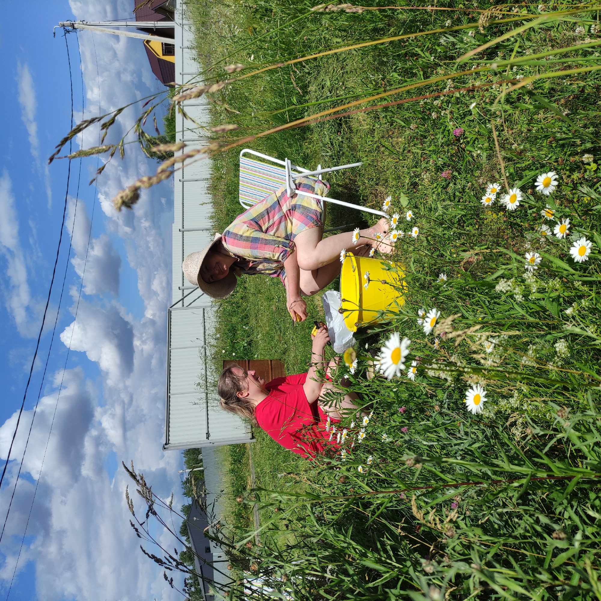 Two women are outdoors in a grassy area surrounded by wildflowers, under a bright blue sky with scattered clouds. The woman on the left, wearing a red t-shirt, is crouched down and appears to be sorting through items placed in a white bag on the ground. In front of her is a bright yellow bucket. The woman on the right is seated in a striped folding chair, wearing a wide-brimmed hat and a plaid shirt. She is holding an object in her hands, looking towards the woman on the left. In the background, there is a light-colored metal fence and a yellow house with a dark roof. The overall environment suggests a rural or suburban setting, possibly a dacha or garden area in Timokhovo, Russia, given the presence of houses and fences. The foreground is dominated by tall green grass and white daisies, with some dry grass stalks in the very front, suggesting a summer season.