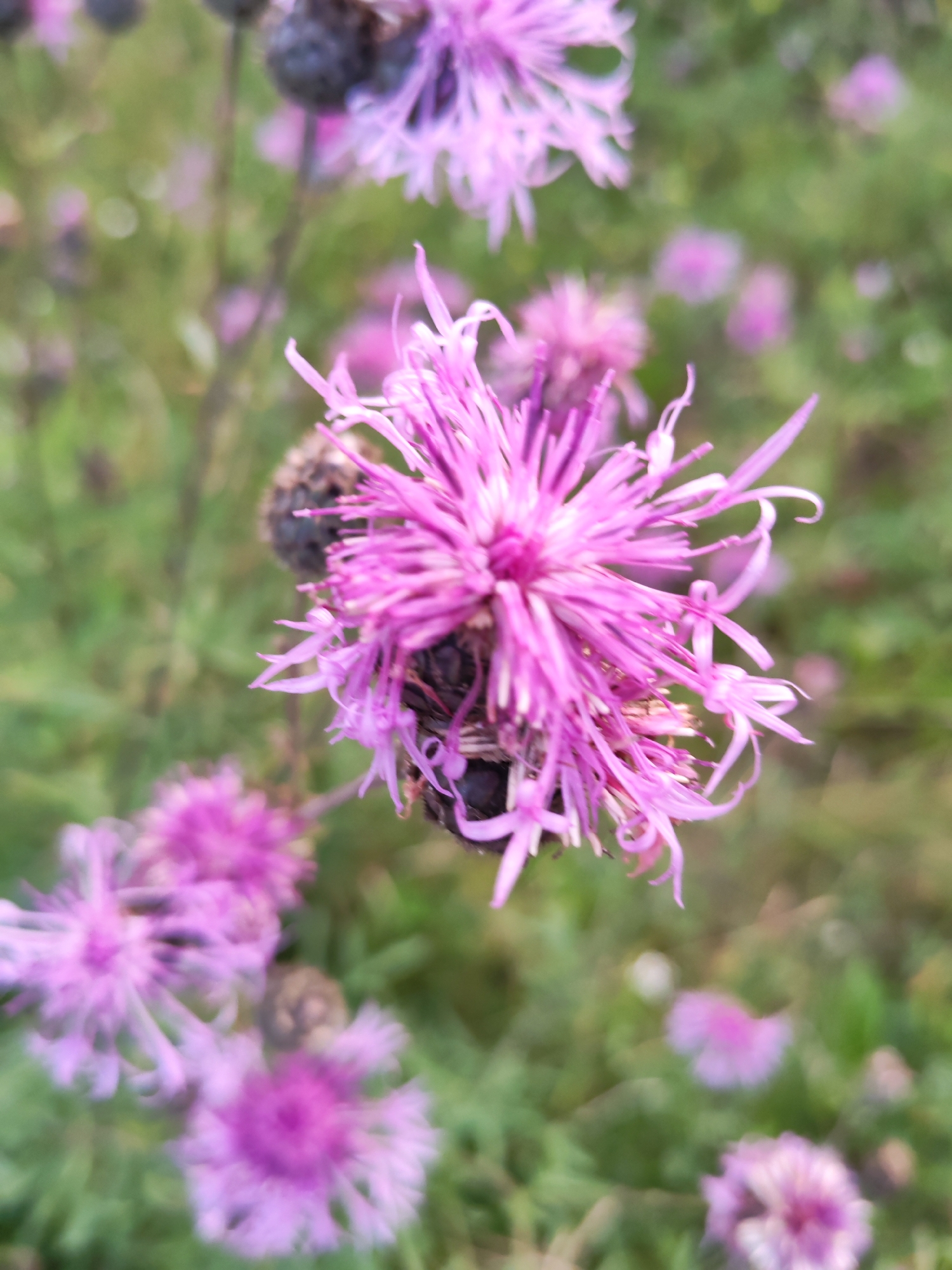 The image shows a close-up, shallow depth of field view of a purple thistle-like flower in bloom, with other similar flowers and green foliage in the blurred background. The main flower is centrally located and in focus, displaying delicate, spiky petals radiating from a dark center. Several other less distinct purple flowers are visible throughout the scene, suggesting a natural setting. The overall impression is of a wild meadow or garden in bloom. The location in Selivanovo, Russia, implies this is an outdoor scene, likely during a warmer season when these flowers would be in bloom. No people or animals are visible.