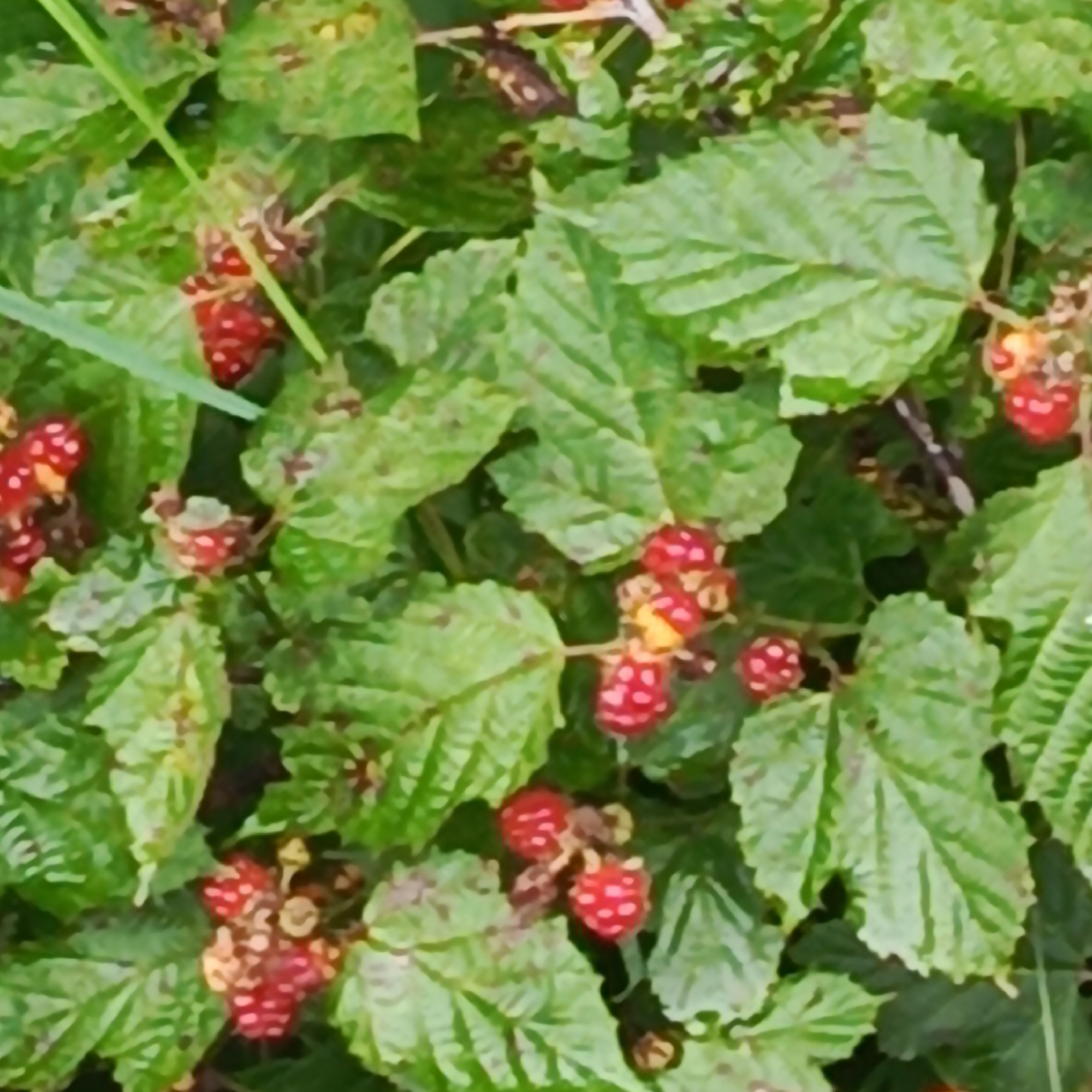 The image shows a close-up view of a raspberry bush. Several ripe raspberries, varying in shades of red and orange, are visible amongst the green leaves. Some raspberries are clustered together, while others are more spread out. The leaves are textured and detailed, with a natural, organic appearance. A thin, green blade of grass is also present in the upper left portion of the image. The scene is well-lit, with natural lighting that highlights the textures and colors of the fruit and foliage. The image does not contain any people or signs of human activity, other than what might be implied by a cultivated plant. The setting appears to be outdoors, likely in a garden or natural environment.