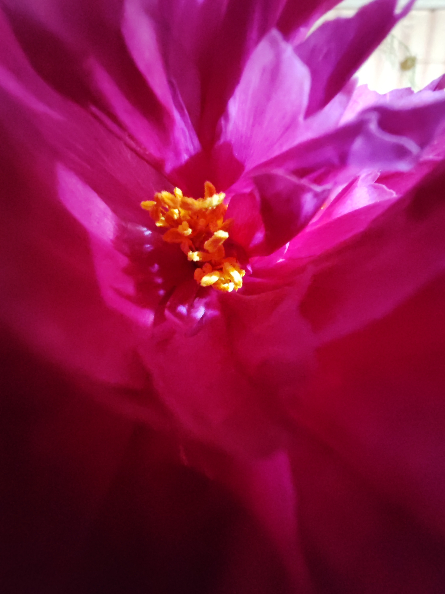 This is a close-up, macro photograph of a vibrant pink flower, likely a peony given its layered petals and prominent, golden-yellow stamens in the center. The flower fills the frame, with its soft, velvety petals creating a sense of depth and texture. The lighting highlights the rich hues of pink and the bright contrast of the stamens. Some petals are sharply in focus, revealing delicate veins and subtle color variations, while others blur into a soft wash of magenta and deep red, particularly towards the bottom and right edges of the image. The overall impression is one of natural beauty and intricate detail, emphasizing the delicate structure of the flower's reproductive parts. The setting appears to be outdoors or near a window, with hints of diffused light suggesting daylight. There is no visible text in the image.