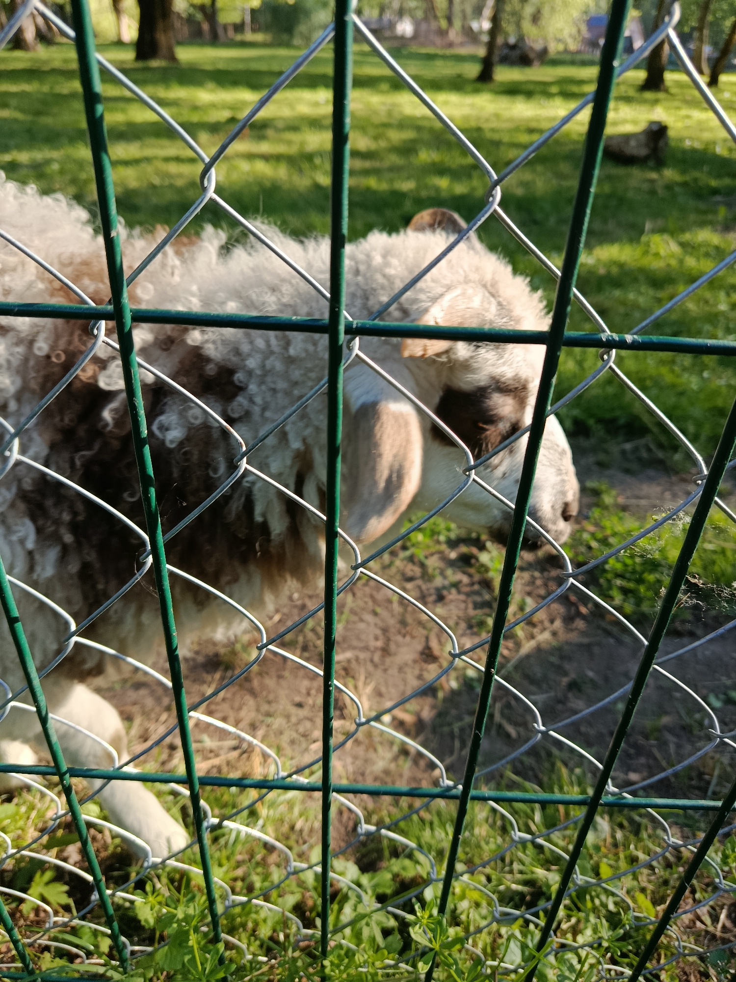 A sheep with a curly, brown and white fleece stands in a grassy enclosure behind a chain-link fence. The sheep is facing right, with its head turned slightly down, revealing a brown patch around its eye and ear. The background shows a grassy field with scattered trees and another sheep lying down in the distance. The sunlight casts shadows across the scene.
