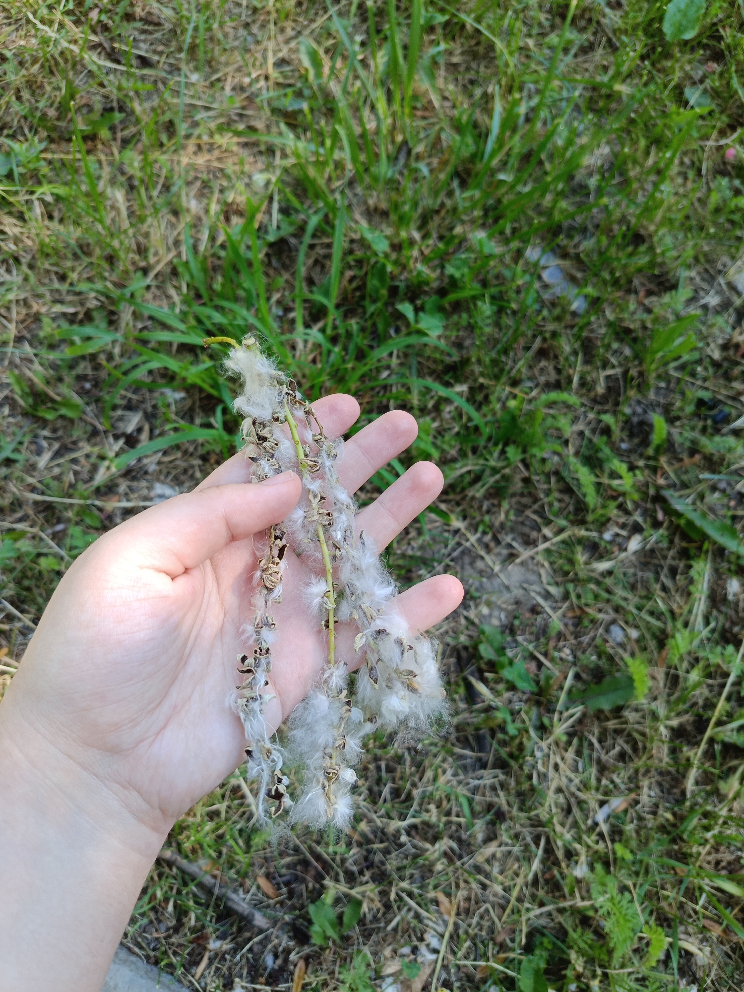 A person's hand is visible in the foreground, holding a stem with fluffy white seeds. The stem is a light green color and appears to be covered in dried seed pods that have opened and released their seeds. The seeds are white and downy, resembling cotton. The hand is pale and has its fingers extended, gently cradling the stem.
The background of the image consists of a grassy area with patches of dry leaves and twigs. The grass is predominantly green, with some areas appearing sparser and drier. The overall environment suggests an outdoor setting, likely in a park or natural area.
There is no information in the image to indicate the specific location within the city of Ust-Dzheguta, Russia.