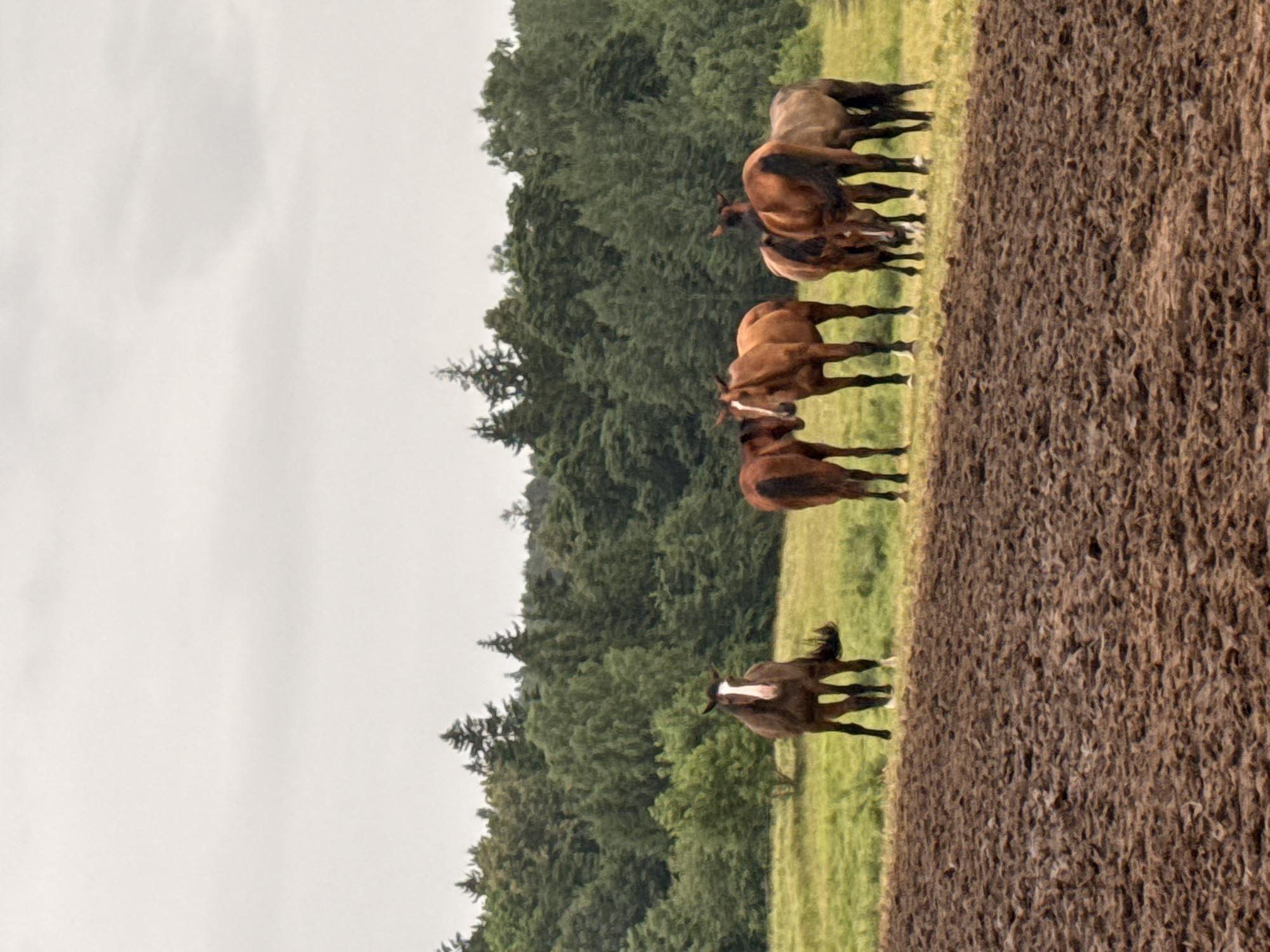 This media file shows a group of horses in a rural setting. There are at least seven horses visible, mostly in shades of brown and dark brown. They are standing in a field, with a line of dark green trees forming a backdrop. To the right of the field, there is an area of brown, textured ground, possibly tilled soil or a muddy patch. One horse in the foreground is facing the camera, with a white marking on its face. The sky is overcast, suggesting cloudy weather. The overall impression is a natural, serene scene, likely during the daytime. The location context provided is Galinė, Lithuania, which aligns with the pastoral landscape depicted. No text is visible in the image.