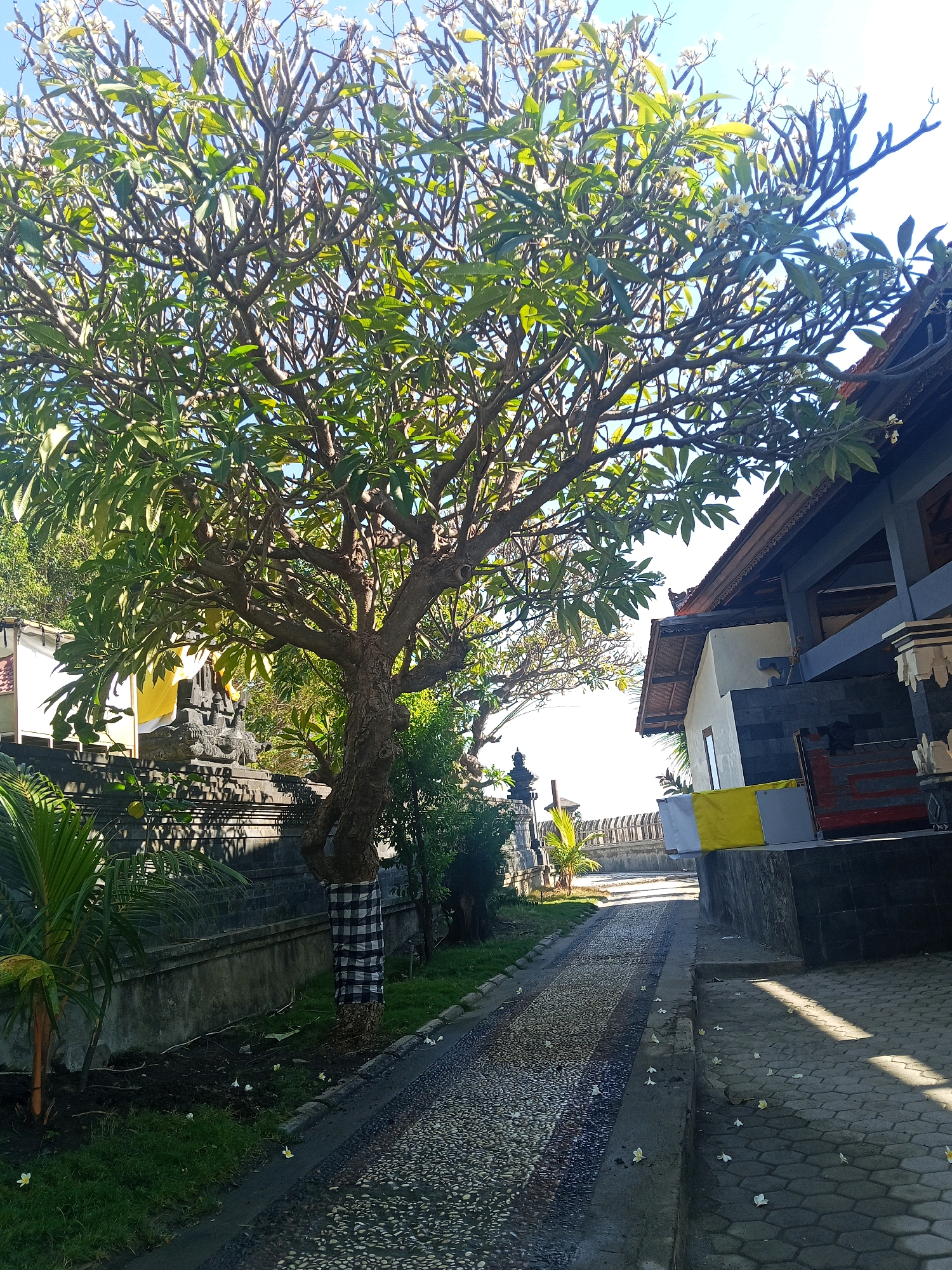 This image captures a serene outdoor scene in Kupang, Indonesia, likely within the grounds of a temple or a culturally significant site. A large frangipani tree, adorned with a black and white checkered cloth around its trunk, dominates the foreground, its branches reaching towards a clear blue sky. The tree is laden with green leaves and small white flowers, casting dappled shadows on the surrounding area.
To the right of the tree, a paved pathway made of small, irregular stones leads into the distance. Adjacent to the pathway, a building with a dark tiled roof and modern architectural elements is visible. The building features a stone facade and a bright yellow and white fabric banner.
On the left side of the image, a grey stone wall runs along the pathway, separating it from a patch of grass. Behind the wall, a dark stone statue or shrine, partially draped with a yellow cloth, is visible. A young palm tree stands near the statue, adding to the tropical ambiance. The overall environment suggests a well-maintained outdoor space, possibly a garden or courtyard, with elements of local architecture and religious or cultural symbolism. The sunlight is bright, indicating a clear day.