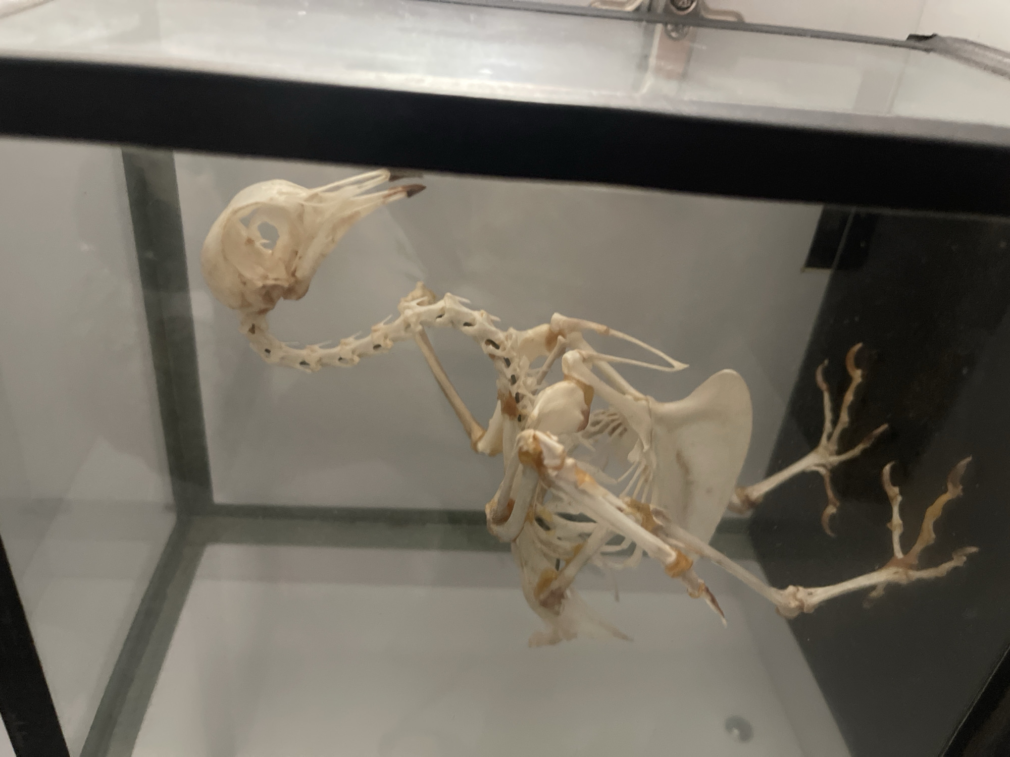 A bird skeleton is displayed in a glass case. The skeleton is positioned in a standing pose, with its head tilted downwards. The bird appears to be a small to medium-sized species. The glass case has black framing and a black base. The background inside the case is a light, neutral color, suggesting an indoor setting. The image quality is moderate, with some glare on the glass. The scene is static and provides no information about its specific location in Tel-Aviv, Israel.