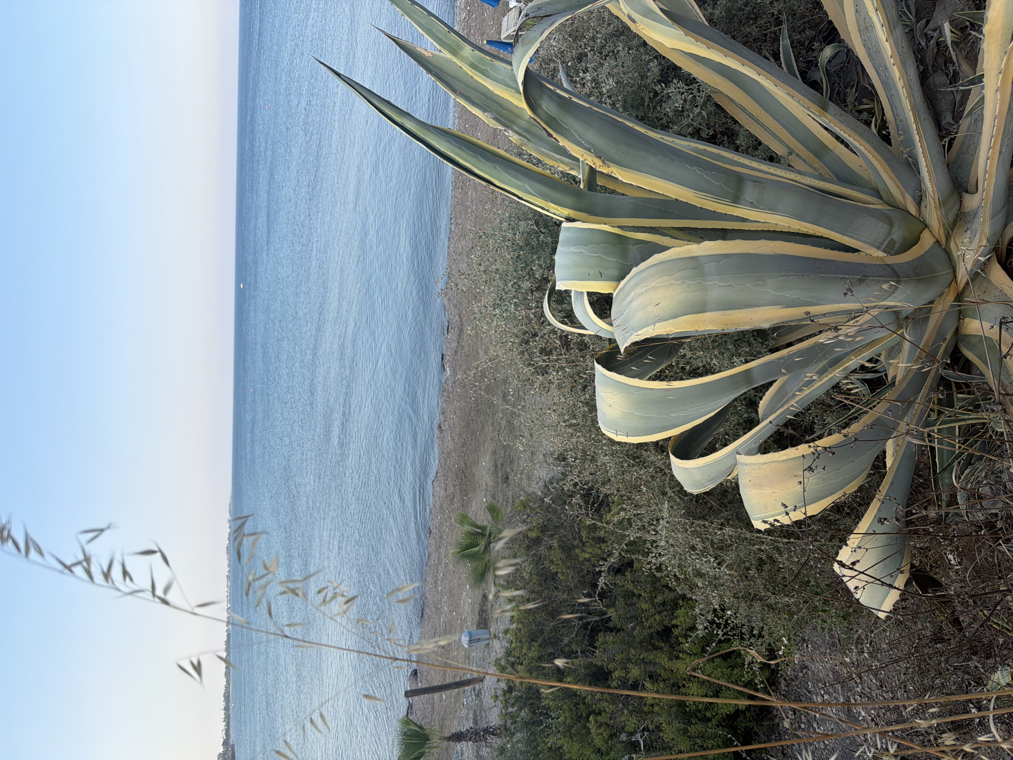 The image, taken in Meneou, Cyprus, depicts a close-up of a variegated agave plant in the foreground, with its broad, fleshy leaves featuring stripes of green and yellow. Behind the agave, a patch of dry, scrubby vegetation is visible, along with some dried grass stalks. Further back, a beach area with light-colored sand and pebbles stretches towards the sea. Small palm trees are scattered along the edge of the beach. The sea itself is calm and blue, meeting a clear, pale blue sky at the horizon. A distant coastline with buildings can be seen on the left side of the image. In the water, a couple of small, distant objects, possibly buoys or very small boats, are present. The overall scene suggests a peaceful, coastal environment.
