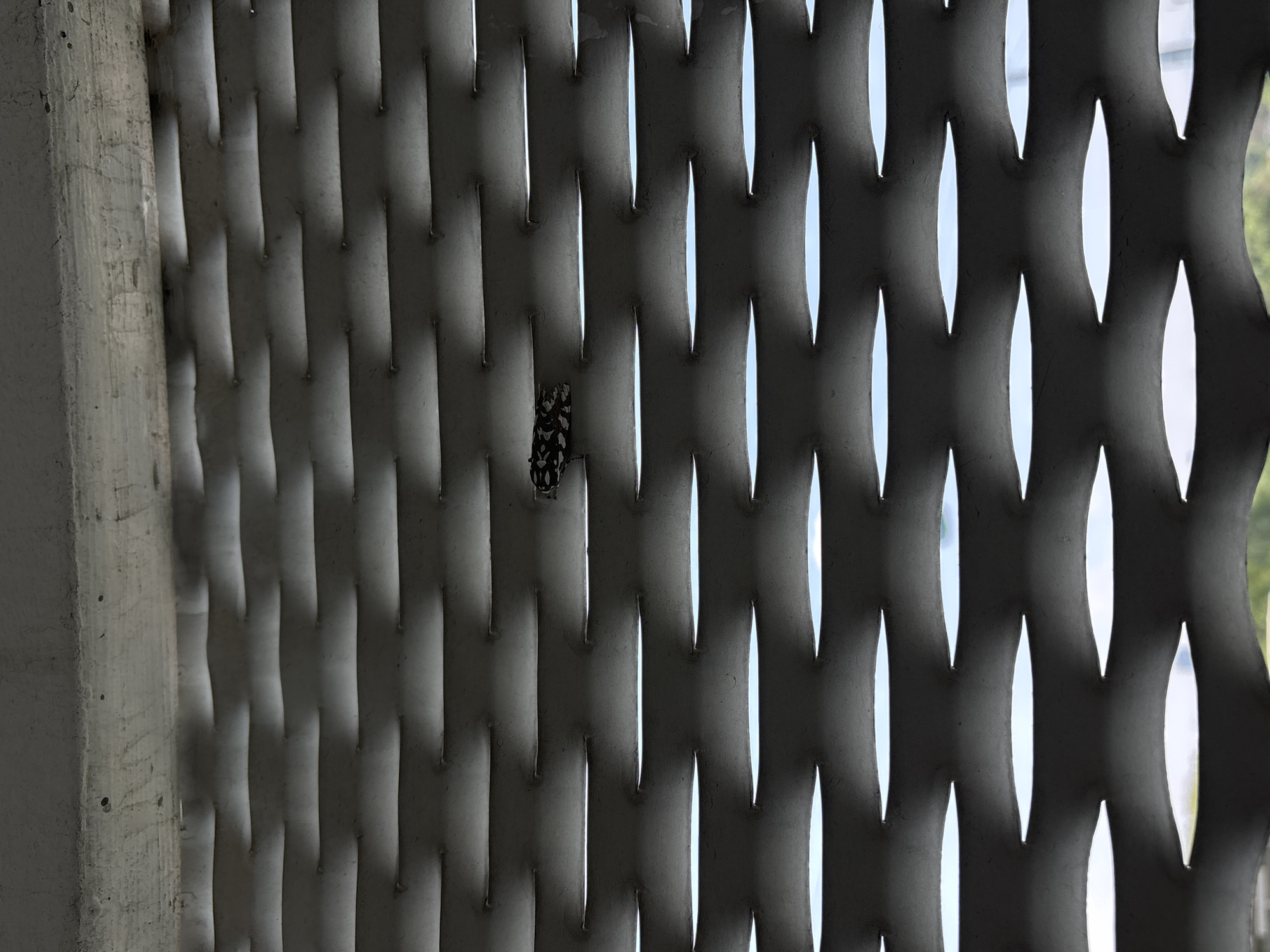 The media shows a close-up, slightly angled view of an architectural structure, likely an outdoor screen or divider, with a small insect resting on it. The scene is set during the daytime, indicated by the bright natural light filtering through the structure's openings. The location is Mexico City, Mexico.
The main subject is a small insect, possibly a moth or butterfly, clinging to the lattice structure. It has distinct black and white, almost checkerboard-like patterns on its body and wings.
The dominant object in the image is a light-grey or white lattice-like screen that fills most of the frame. This structure is composed of interconnected, curved, and elongated elements, forming a repetitive pattern of vertical, eye-shaped openings. The material appears to be substantial, possibly metal or concrete, with a smooth texture that reflects the light. The light source, presumably the sky, is visible through these openings, creating bright vertical slits against the darker profiles of the lattice. Through these illuminated slits, faint hints of a light sky and distant, indistinct greenery or urban elements can be seen in the background.
On the far left, a sturdy, vertical concrete pillar or wall section frames the edge of the image. This pillar is a lighter grey, exhibiting a rougher texture with minor imperfections, contrasting with the smoother, patterned lattice. The insect is located near the center of the image, attached to one of the vertical elements of the lattice, close to where it meets the concrete pillar. There are no people visible, no discernible activity beyond the insect resting, and no visible text in the image. The overall impression is a snapshot of urban nature interacting with modern infrastructure.