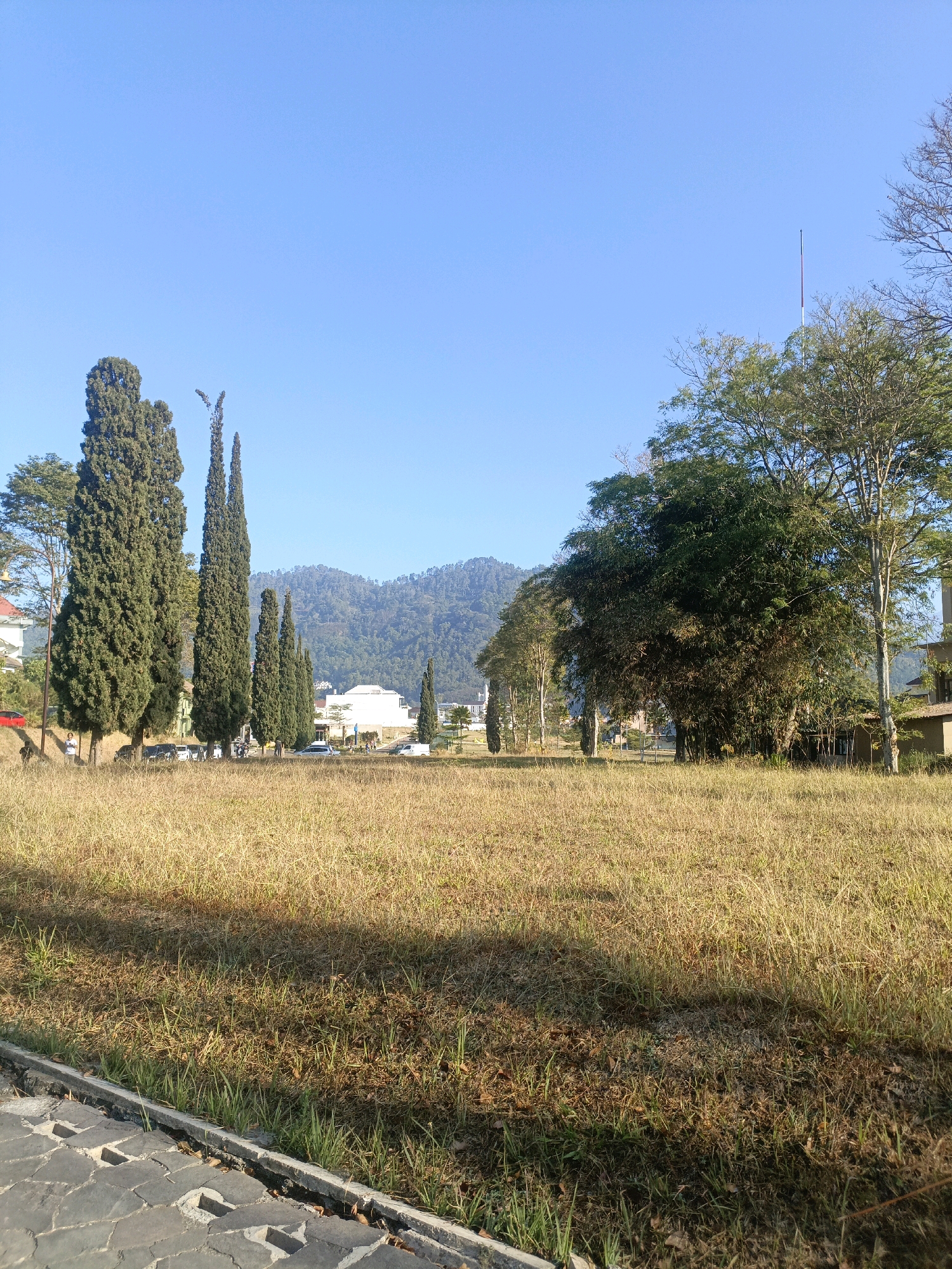 The image captures a wide, dry grassy field in the city of Batu, Indonesia, under a clear blue sky. The foreground features a paved walkway with a concrete edge bordering the field. Several tall cypress trees stand in a line on the left side of the field, with a person standing near the base of the leftmost tree. Beyond the field, a row of cars is parked along a road, and behind them, white buildings are visible. In the background, rolling hills covered in lush vegetation rise against the horizon. The lighting suggests it is daytime, with the sun casting shadows across the grass.