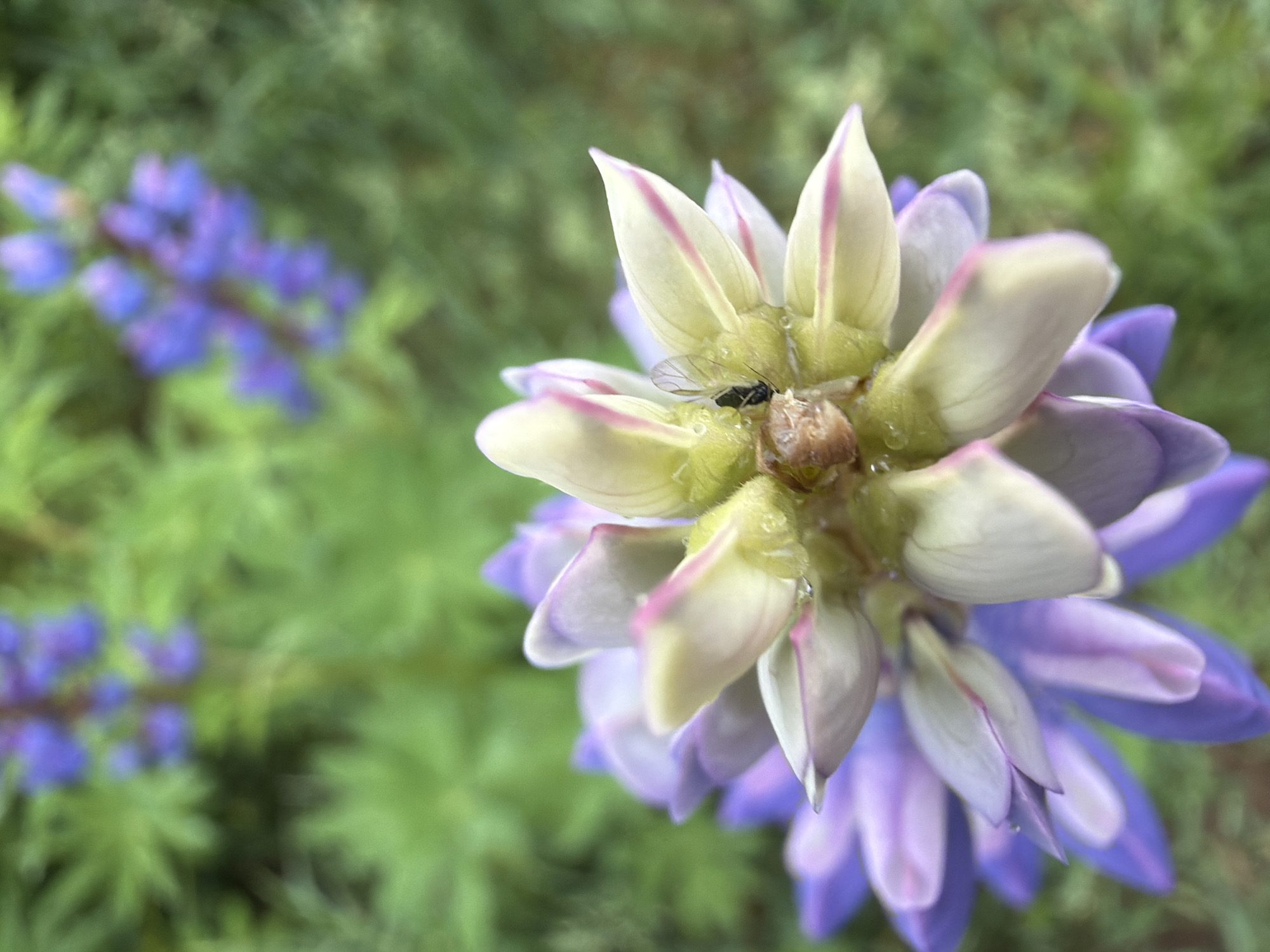 A close-up shot focuses on a lupine flower, its petals transitioning from pale yellow to a soft purple. An insect is visible on the flower's central structure. Other lupine flowers in the background are blurred. The green foliage fills the background. The image does not contain any details indicating it was taken in the city of Chaikovsky, Russia.