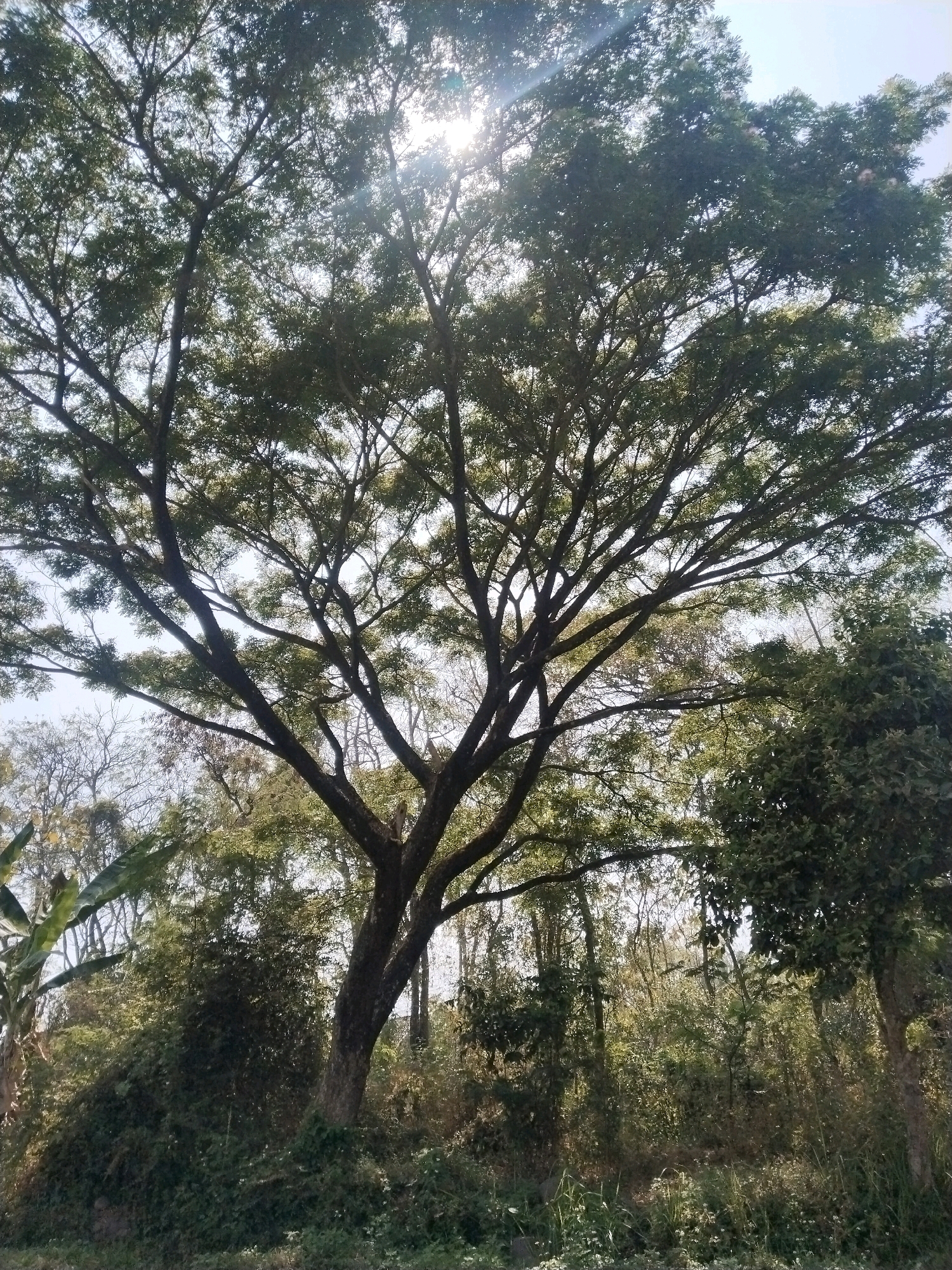 The image shows a large tree with a dense canopy of green leaves, silhouetted against a bright sky. The sun is shining through the branches, creating lens flare and highlighting the texture of the leaves and bark. The tree's branches spread widely, with some thinner branches reaching out and upward. In the background, there are other trees and dense vegetation, suggesting a natural or park-like setting. The lower portion of the image shows the ground covered with grass and smaller plants, indicating an outdoor environment. The overall impression is one of a lush, sun-drenched scene.