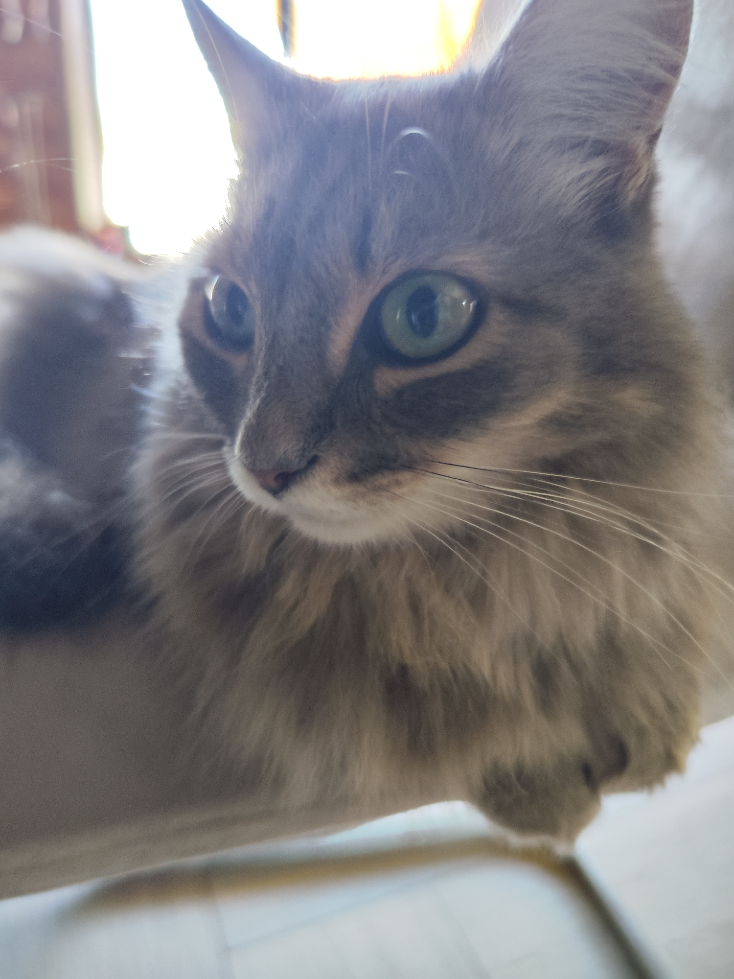 The image is a close-up of a gray and white cat with green eyes. The cat is lying down on a white surface. The background is blurry and includes a window with bright light shining through. There is no information about the location in the city of Chaikovsky, Russia.