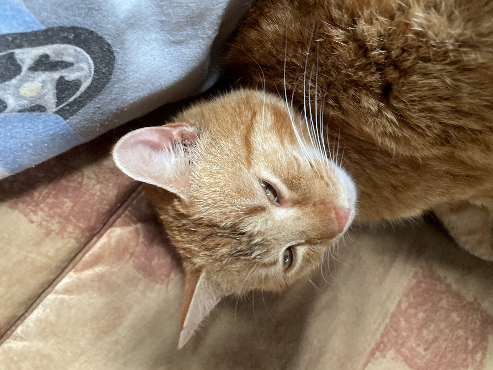 A close-up, slightly angled view of an orange tabby cat lying on a surface with a peach-colored pattern. The cat's head is oriented downward and slightly tilted to the right. The cat has amber-colored eyes, a pink nose, and long white whiskers. Part of a gray blanket with a black and blue circular design is visible in the upper left corner. The location in the city of Zlatograd, Bulgaria cannot be determined from the image.