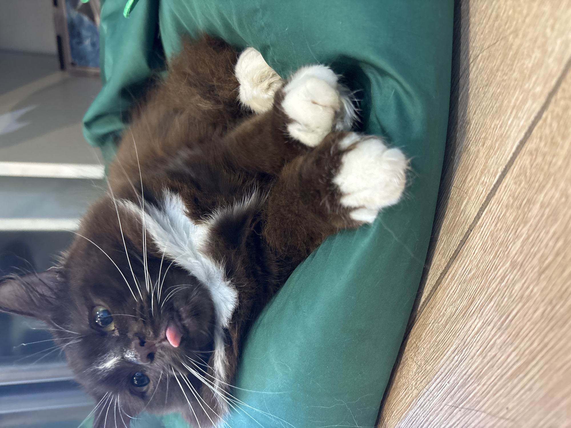 A close-up shot features a brown and white cat lying on a plush green cushion. The cat's tongue is playfully sticking out. Its front paws, which are white, are crossed. The cushion rests on a light brown wooden floor. The background is blurred but appears to be an indoor setting, possibly a room. The image's metadata does not contain any information about its location in Orenburg, Russia.