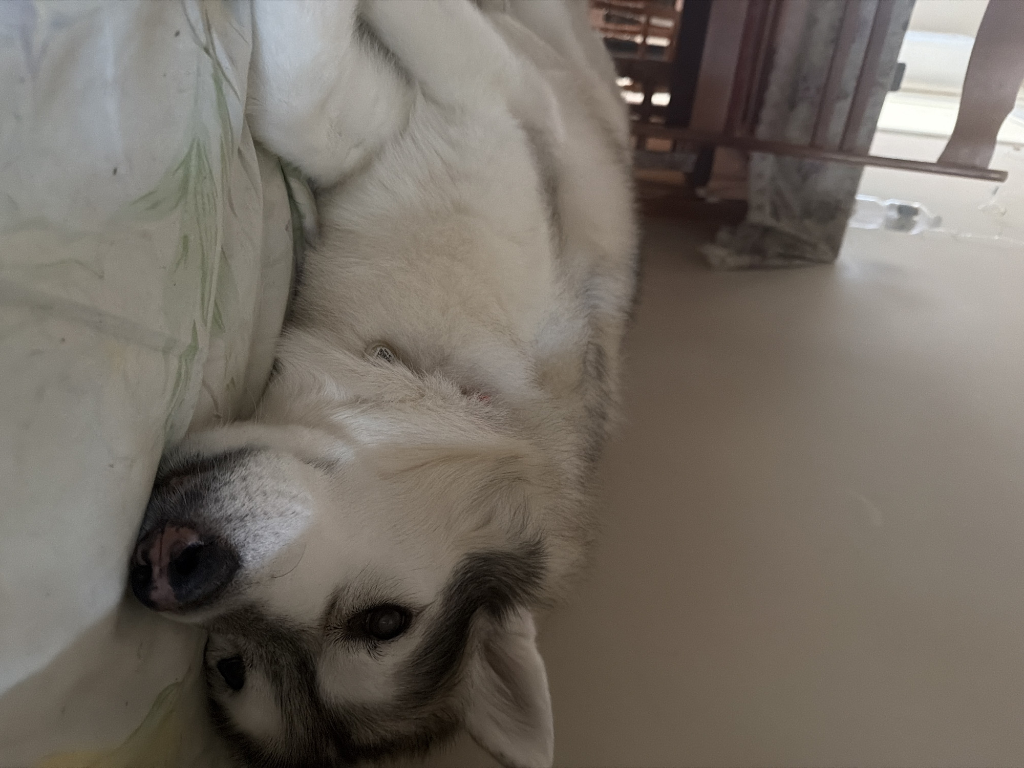In an indoor setting in an unknown city, a Siberian Husky is lying on its side on a bed. The dog is predominantly white with gray markings on its face and back. Its head is resting on its paws, and its eyes are partially closed, suggesting it is resting or sleeping. The background shows a wall and a glimpse of a wooden table with a patterned cloth and a plastic bottle. The lighting is soft, creating a relaxed atmosphere.
