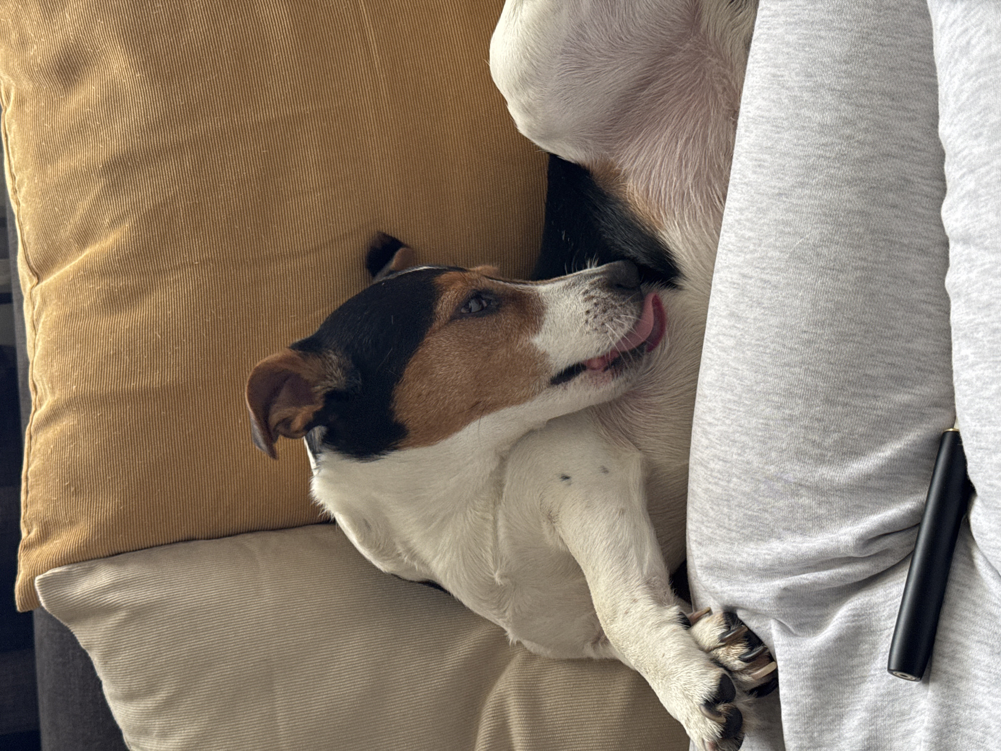 The image captures a relaxed scene indoors, set in Sofia, Bulgaria. The primary subject is a tricolored dog, likely a Jack Russell Terrier, with distinctive brown, black, and white markings. The dog is lying comfortably on its back or side, nestled against a person, only partially visible as their arm or torso covered in a light grey, possibly fleecy, sweatshirt or hoodie.
The dog's head is visible in profile, with one eye open and a pink tongue slightly extended, suggesting a moment of contentment, post-nap stretching, or playful relaxation. Its white fur is visible on its belly and legs, with some dark spots on one leg. Its paws, with dark nails, are curled up near the person's clothing.
The dog and person are resting on soft furnishings. To the left, a mustard yellow corduroy pillow or cushion is visible, and beneath it, another lighter beige corduroy pillow. Part of a dark grey couch or armchair frame can be seen in the background. Tucked into the grey fabric of the person's clothing is a slender, black cylindrical object with a golden or brass-colored tip, possibly a vape pen or a similar electronic device.
The overall mood of the image is calm and cozy, depicting a moment of companionship and rest. No specific time of day or weather conditions are discernible, given the indoor setting. There is no visible text in the image.