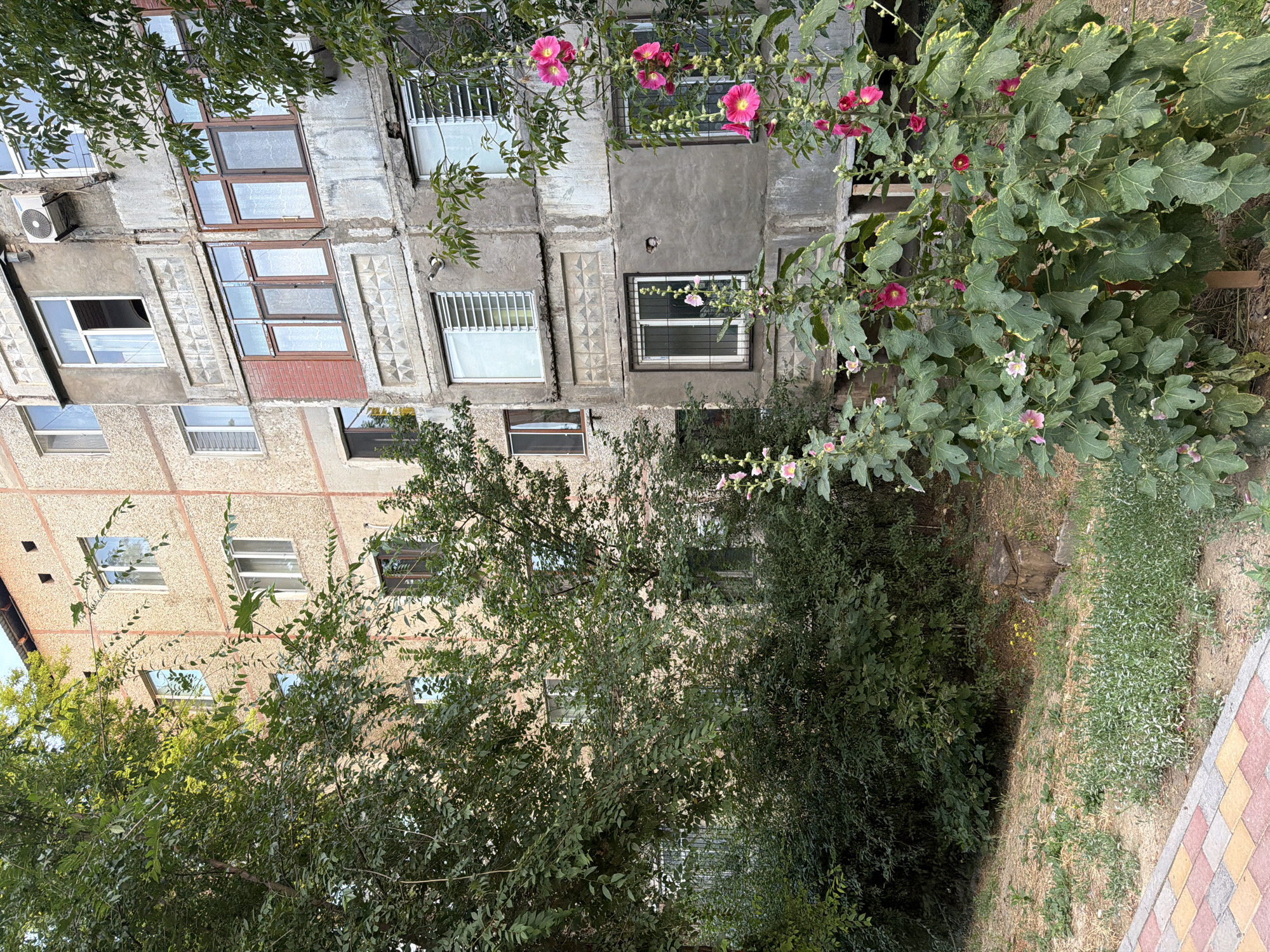 In Shymkent, Kazakhstan, a residential building with a textured beige facade and concrete balconies is partially obscured by lush green foliage. Several trees and bushes are in the foreground, some with vibrant pink hollyhock flowers. The building features multiple windows with varying frame colors, including brown and white, some with white slatted blinds. An air conditioning unit is visible on one of the balconies, along with a security camera. The ground is covered in dry grass and scattered green plants. A paved walkway with a red, yellow, and gray brick pattern runs along the bottom left of the image. The scene appears to be a typical urban residential courtyard.